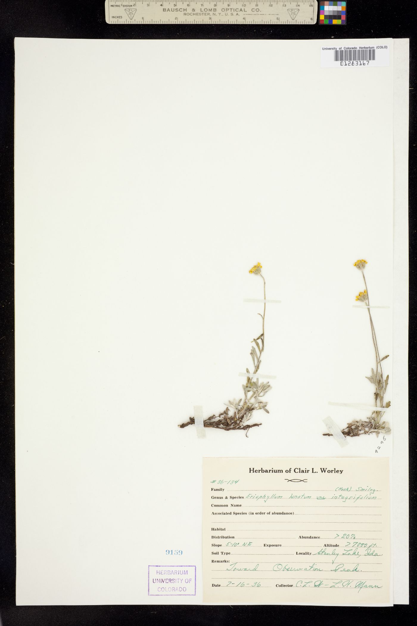 Eriophyllum lanatum image