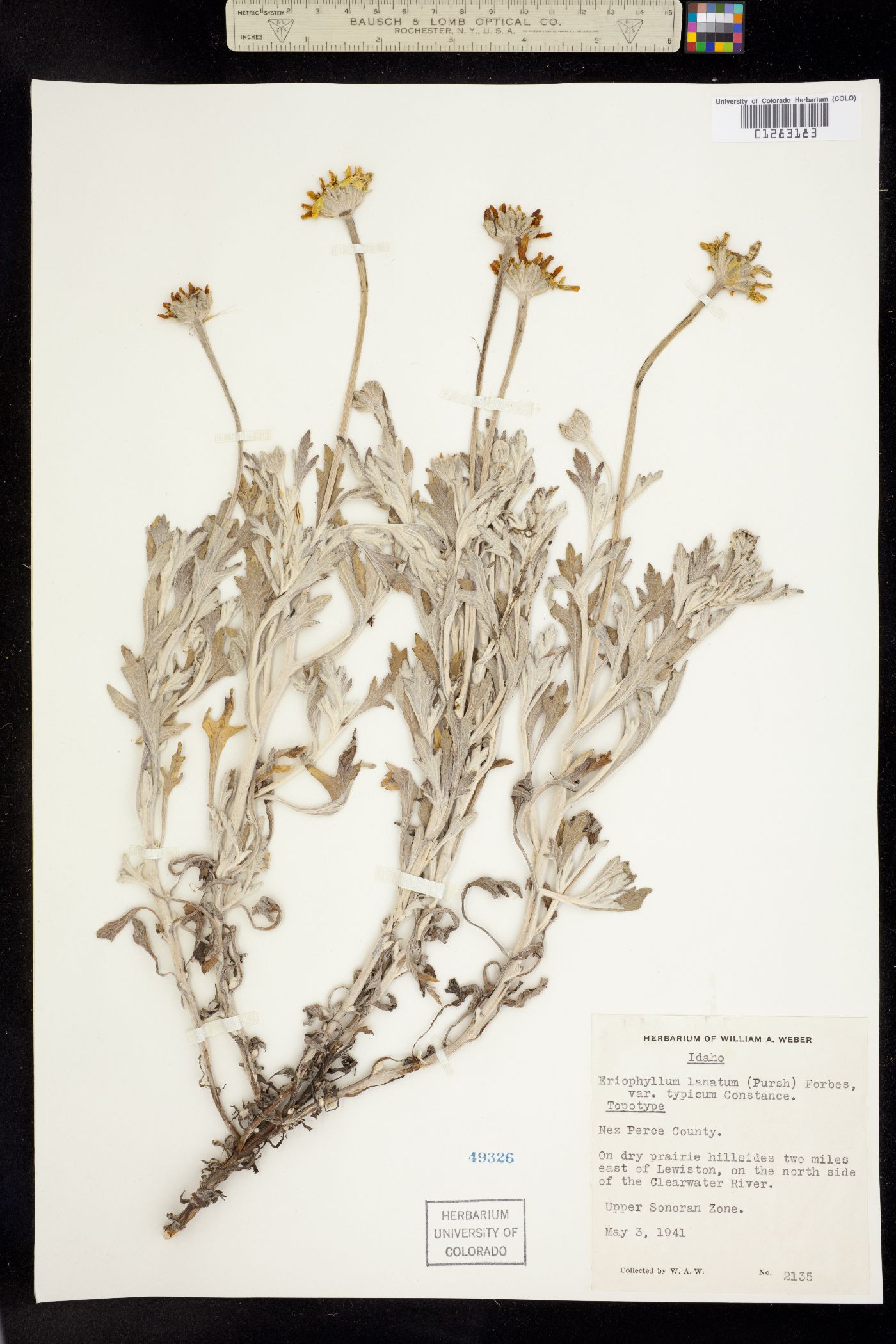 Eriophyllum lanatum var. lanatum image