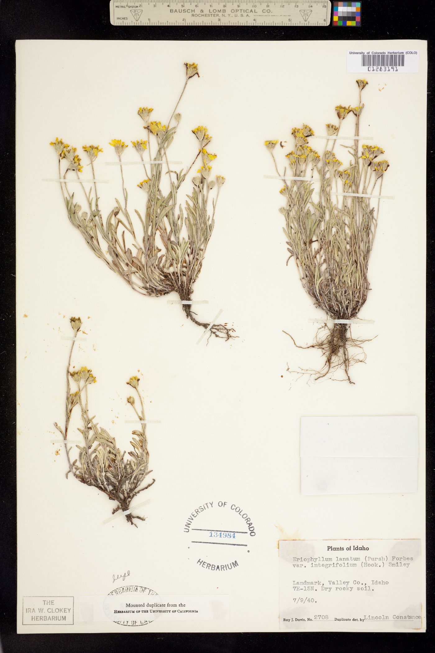Eriophyllum lanatum var. integrifolium image