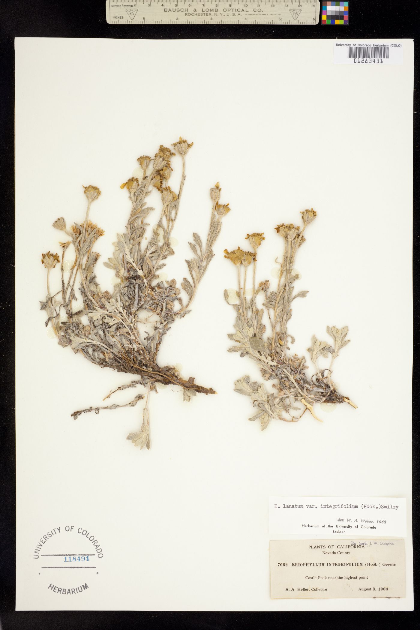 Eriophyllum image