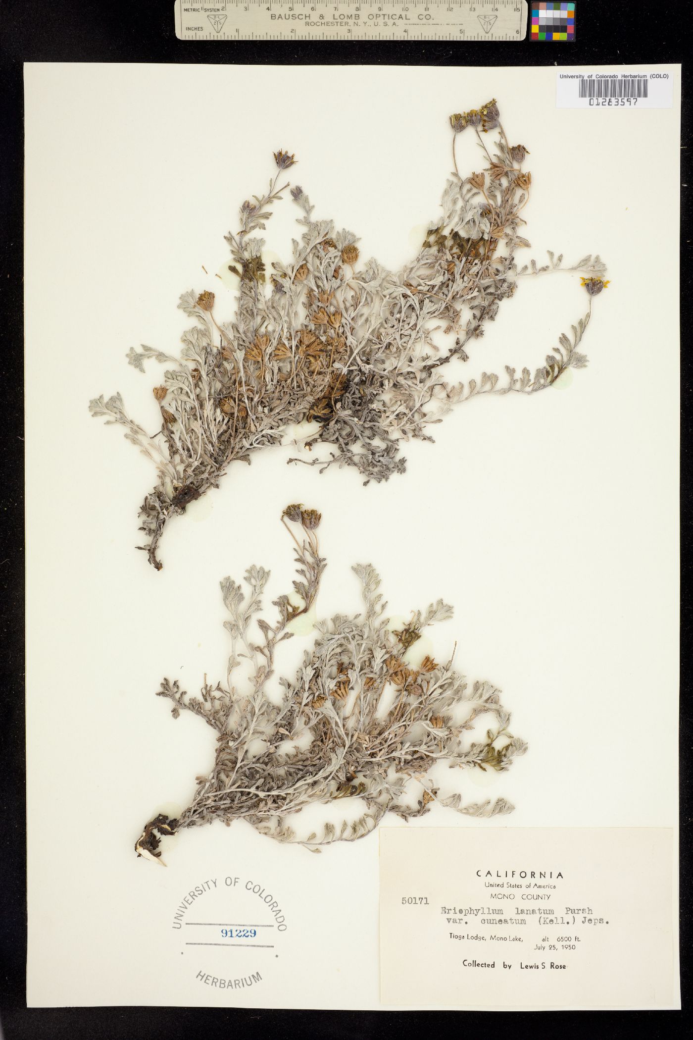 Eriophyllum lanatum image