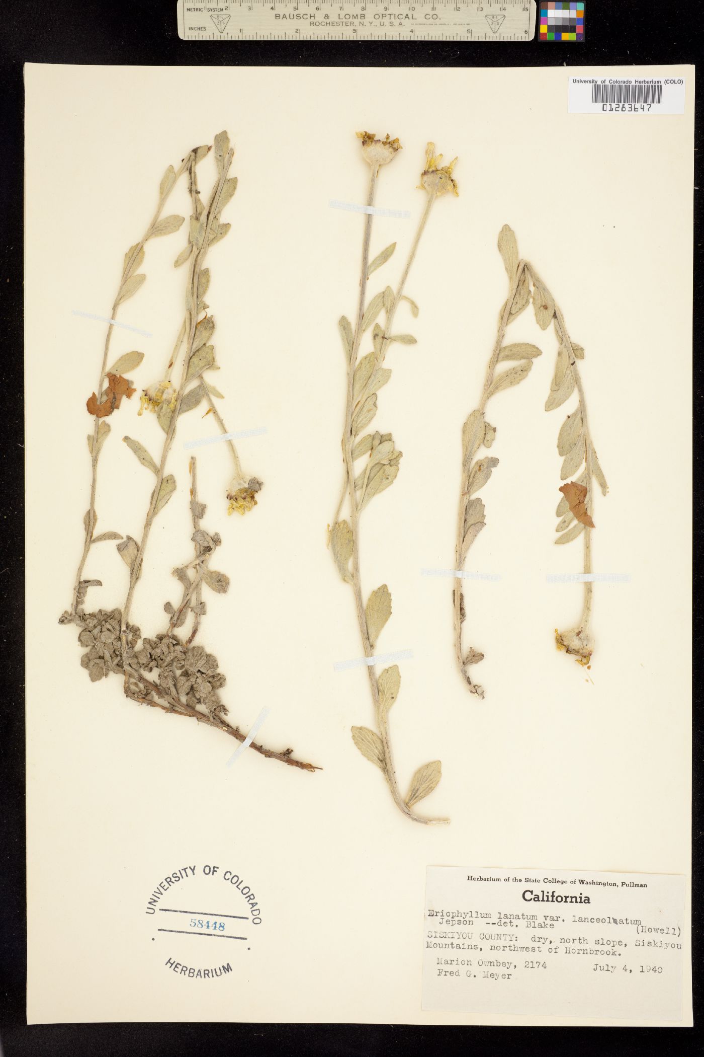Eriophyllum lanatum image