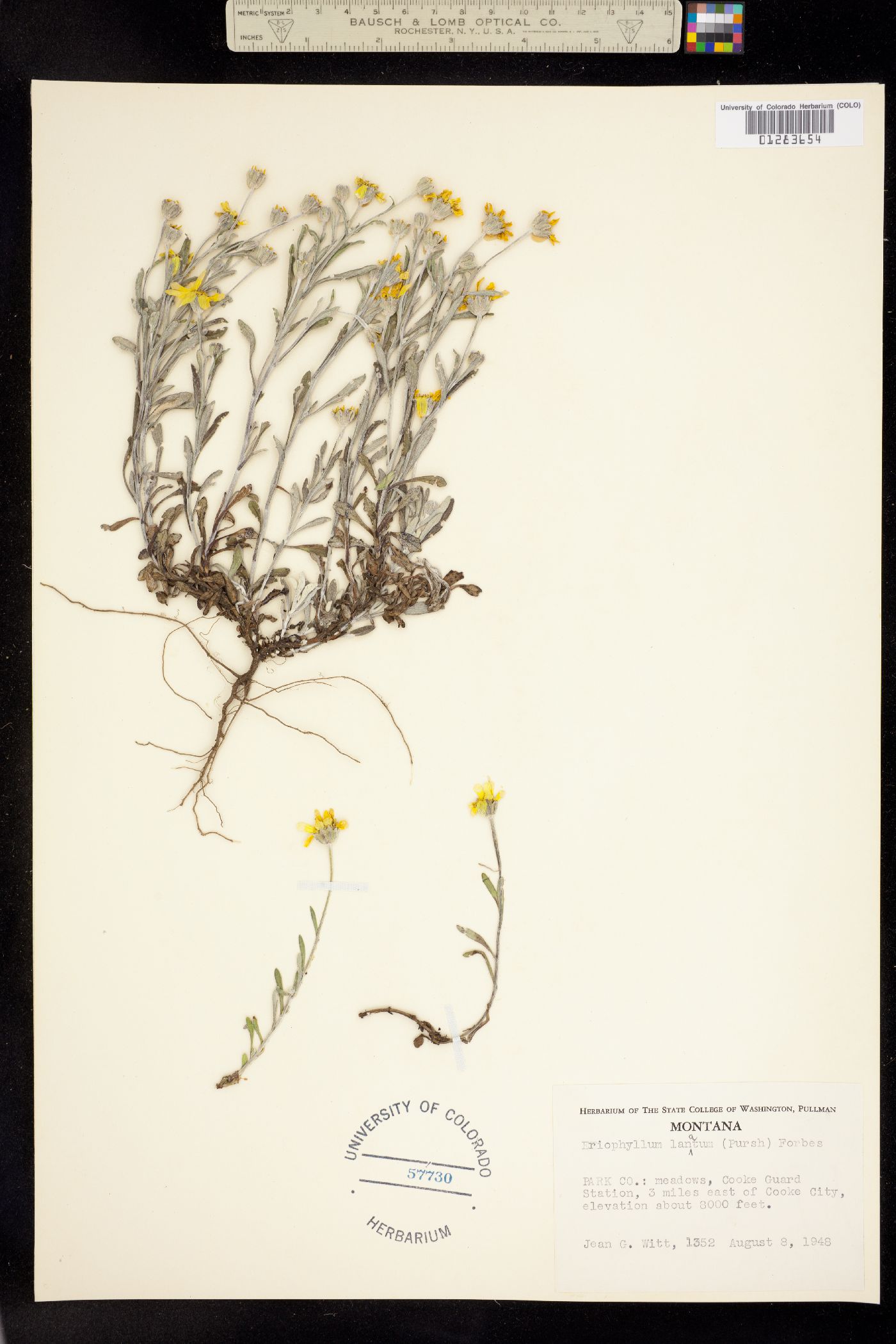 Eriophyllum image
