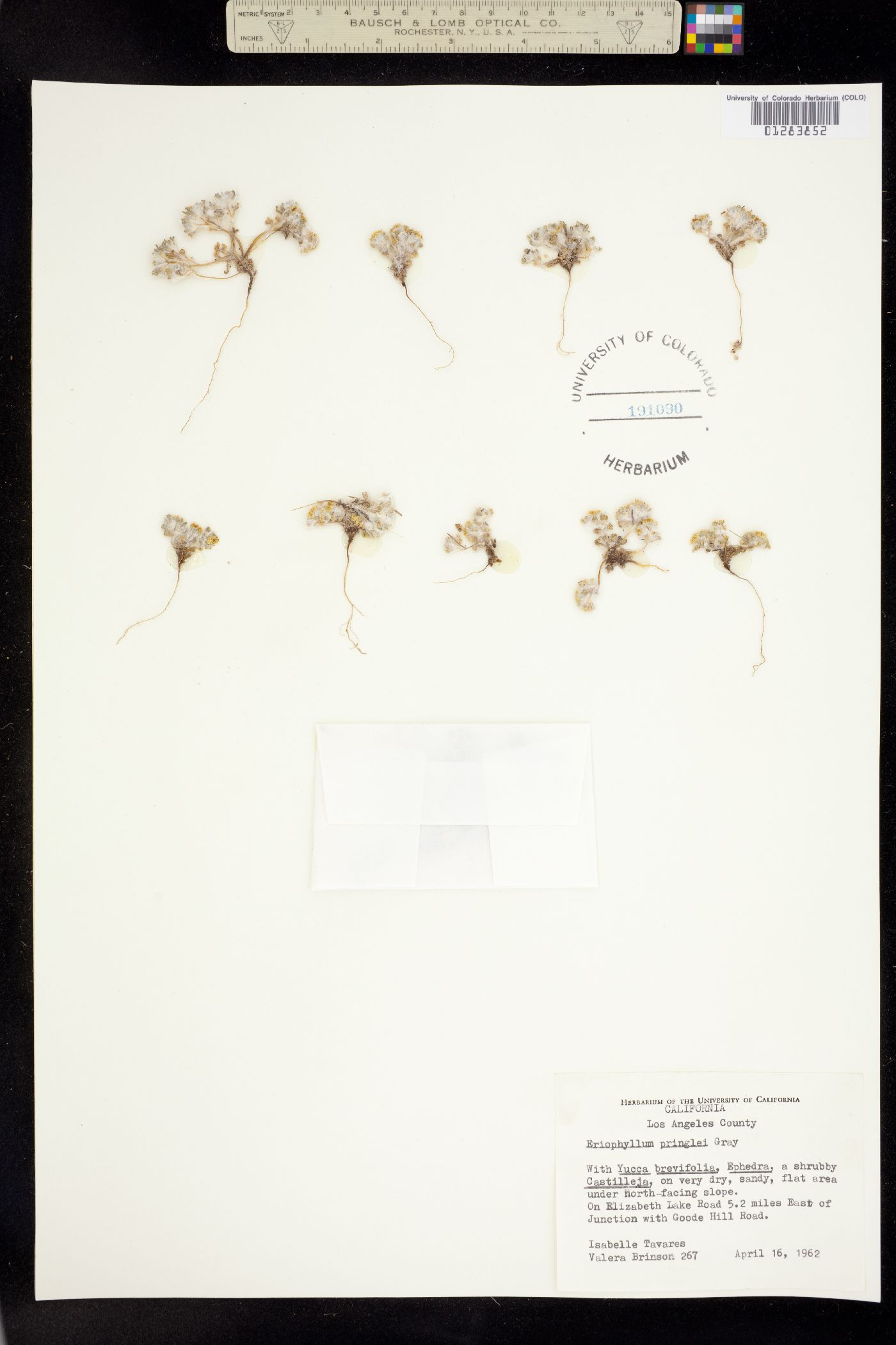 Eriophyllum pringlei image