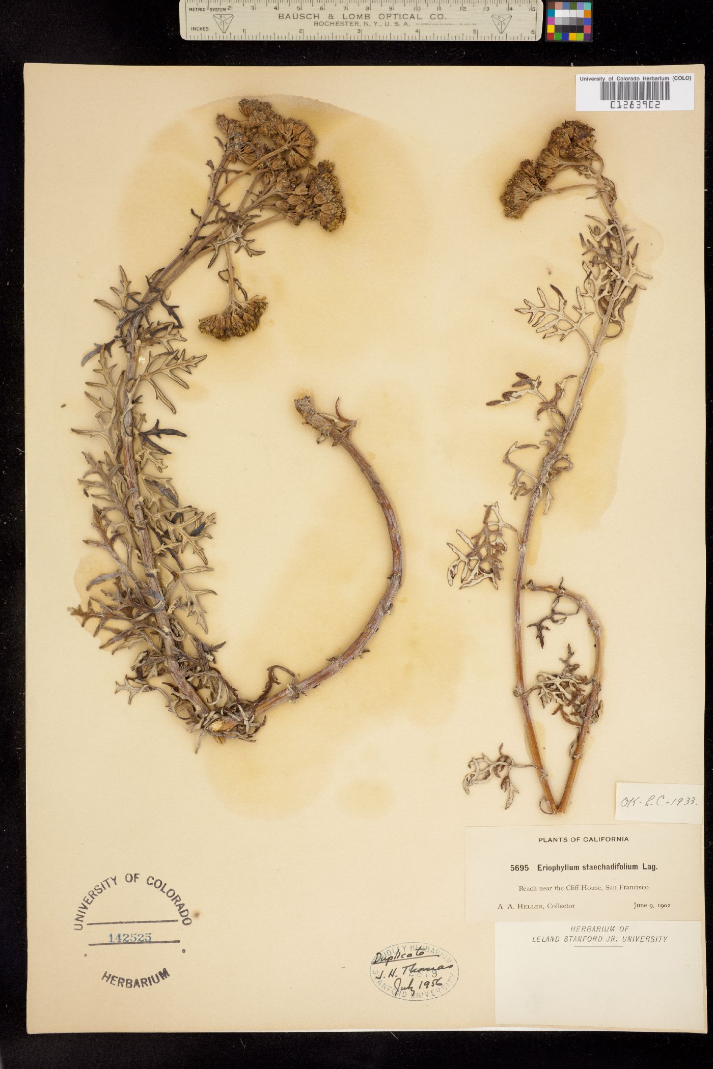 Eriophyllum staechadifolium image
