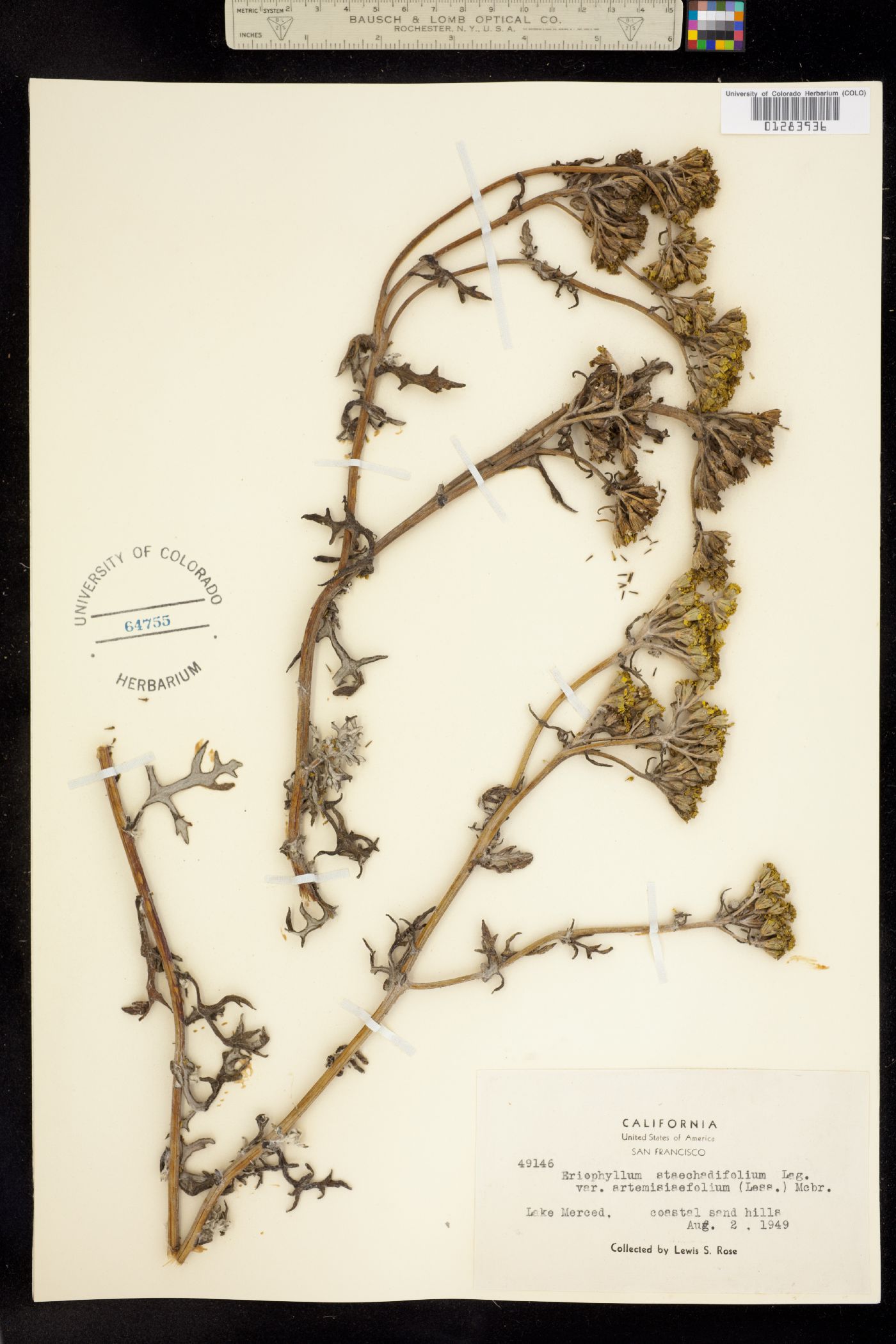 Eriophyllum staechadifolium image