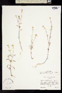 Eriophyllum congdonii image