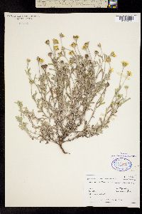 Eriophyllum integrifolium image