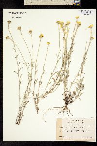 Image of Eriophyllum integrifolium
