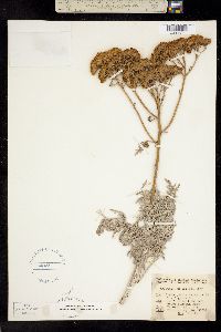 Eriophyllum nevinii image