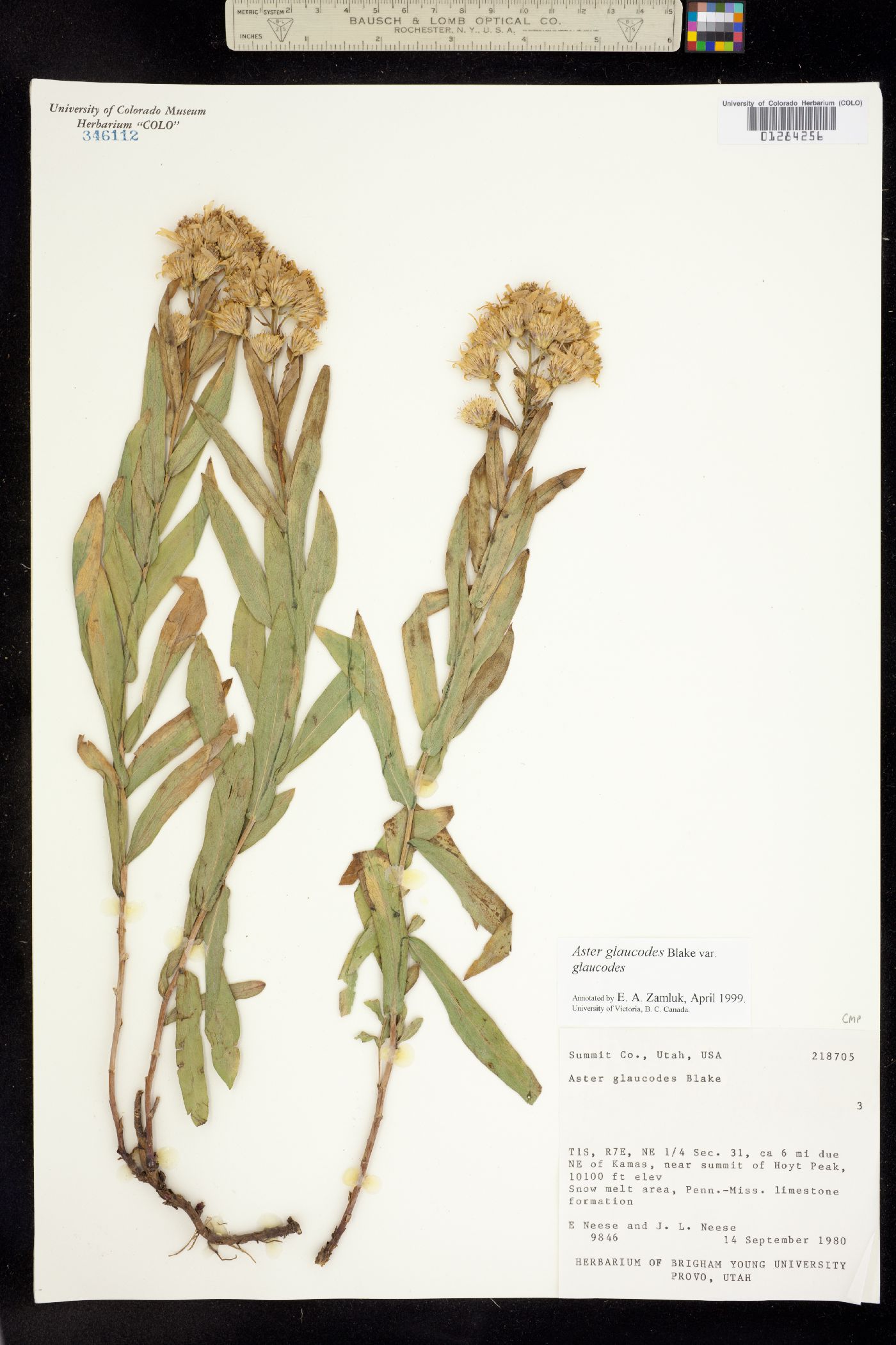 Herrickia glauca image