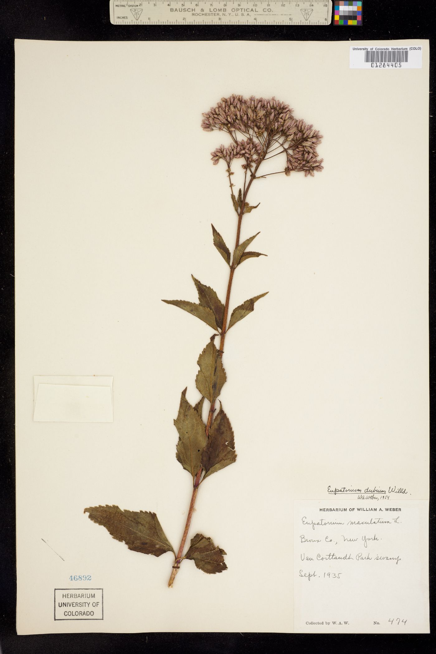 Eutrochium image