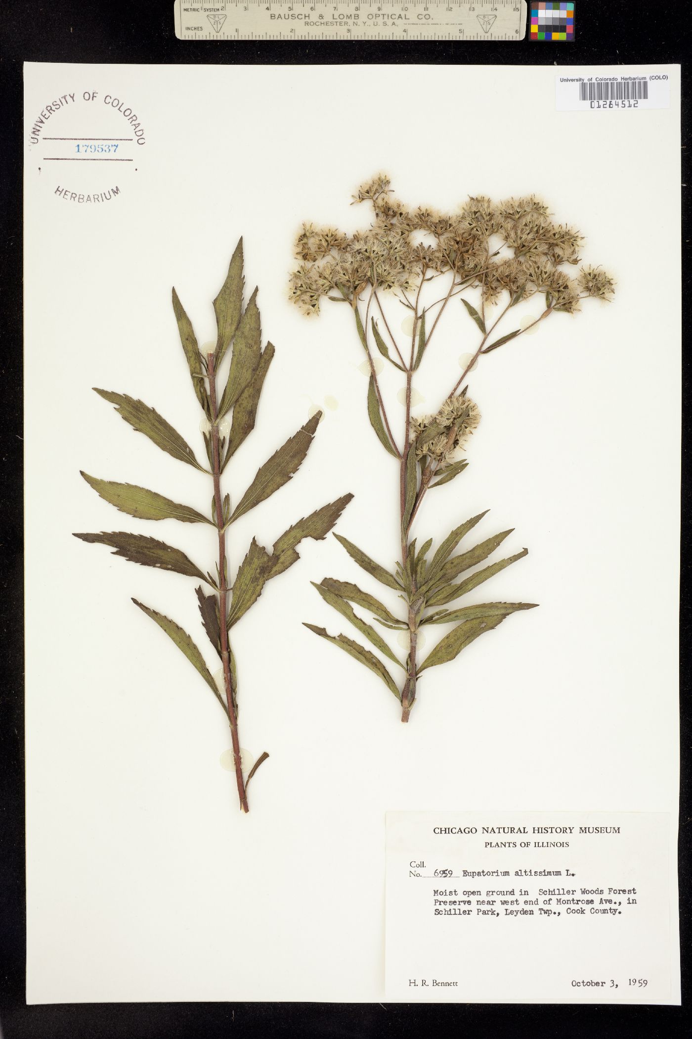 Eupatorium altissimum image