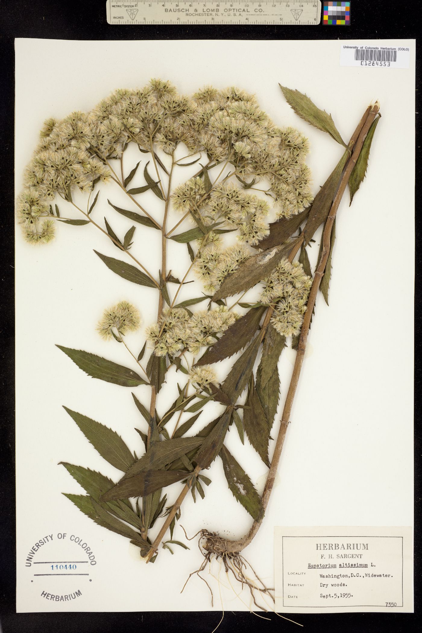 Eupatorium altissimum image