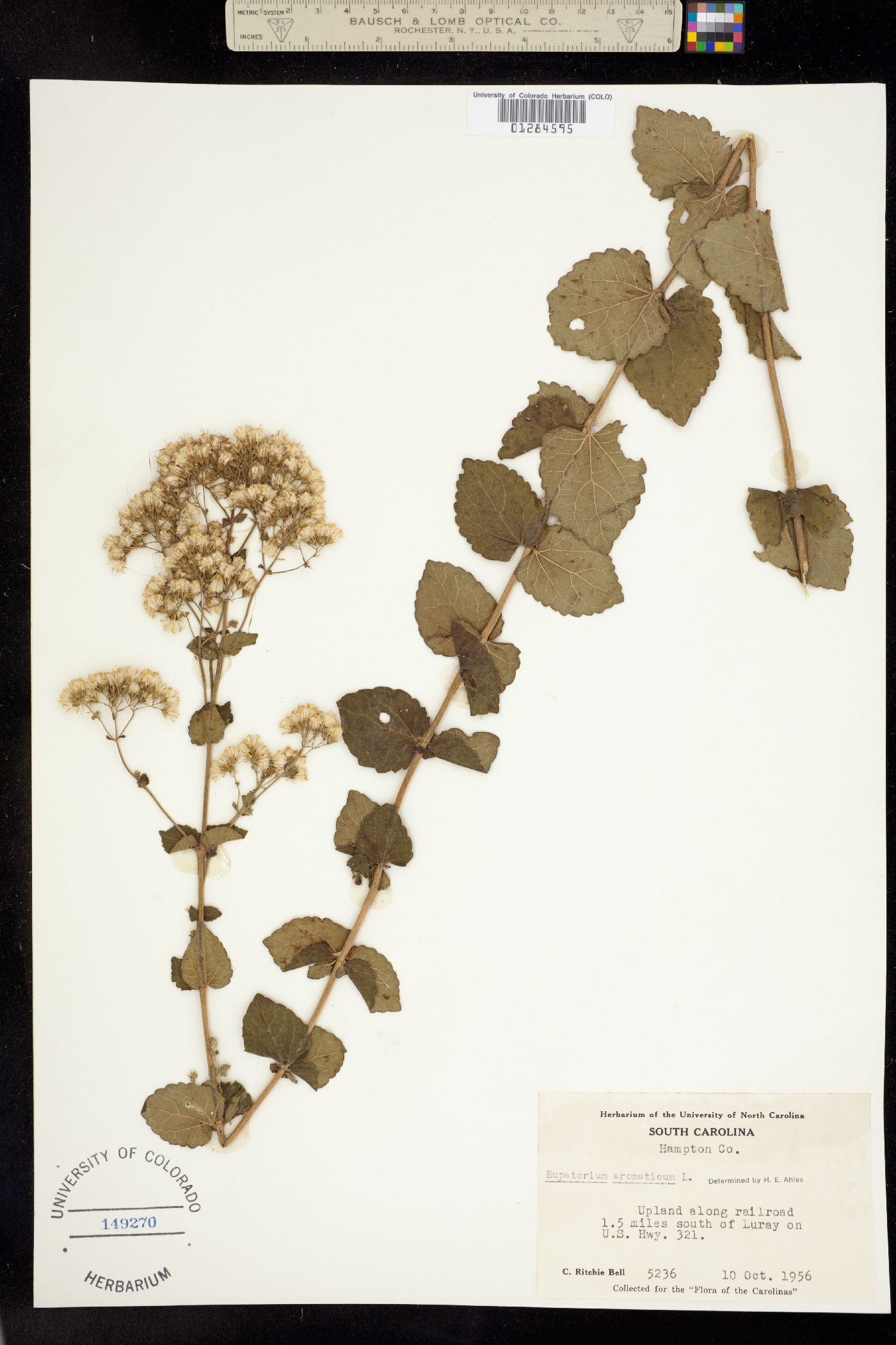 Ageratina aromatica image