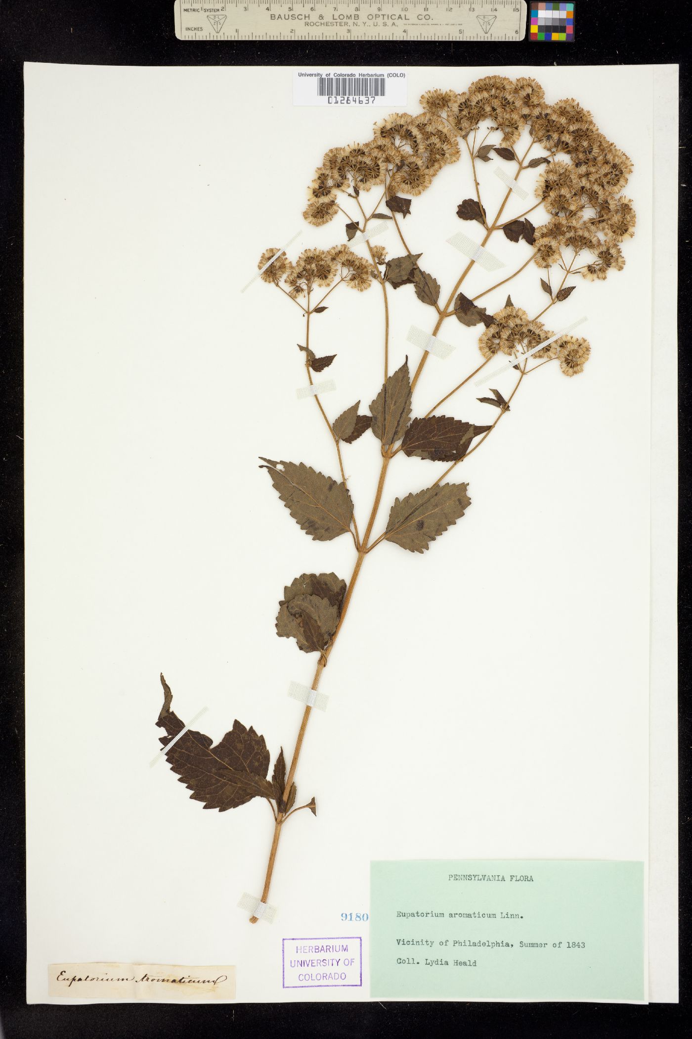 Ageratina aromatica image