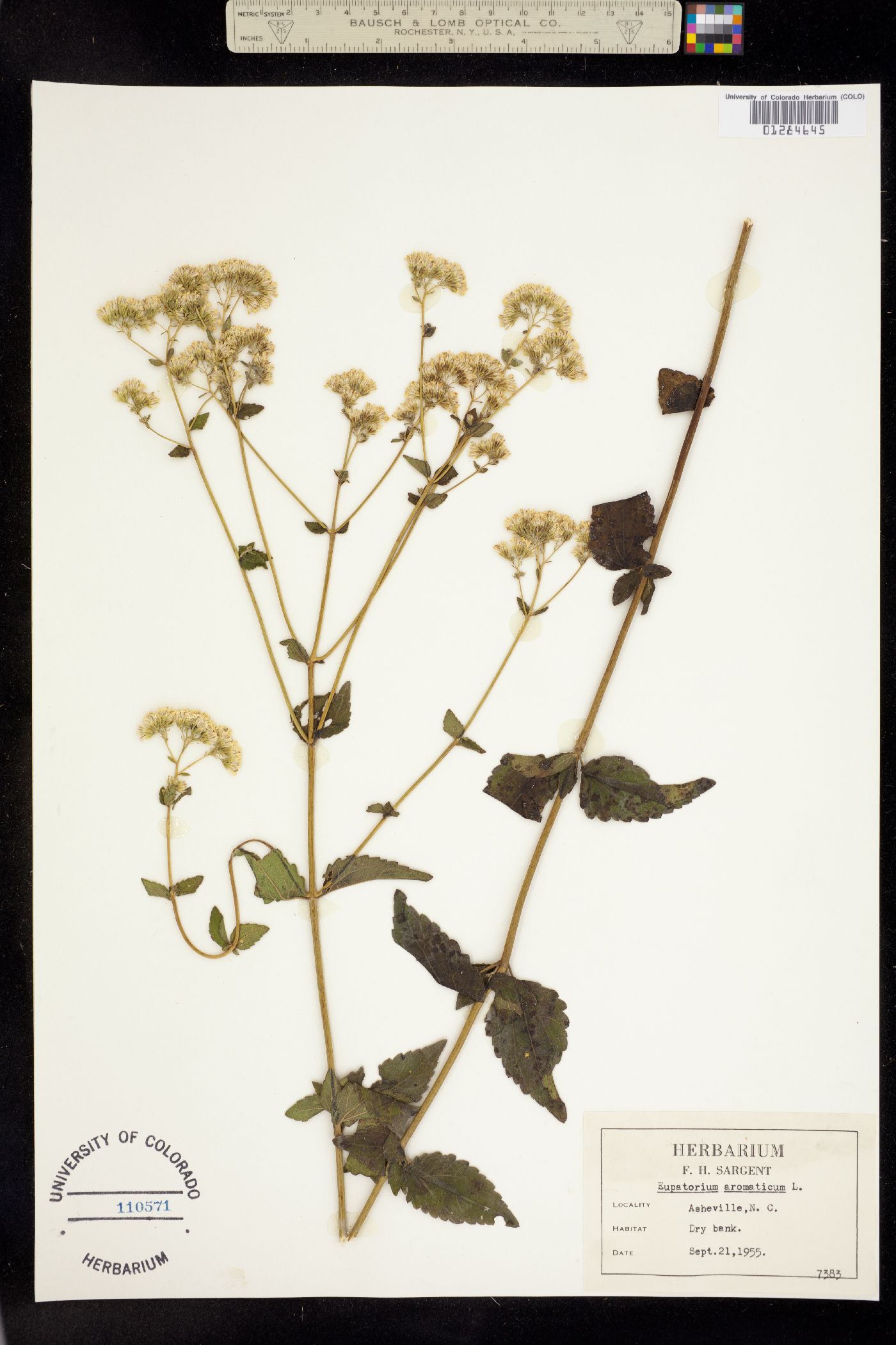 Ageratina aromatica image