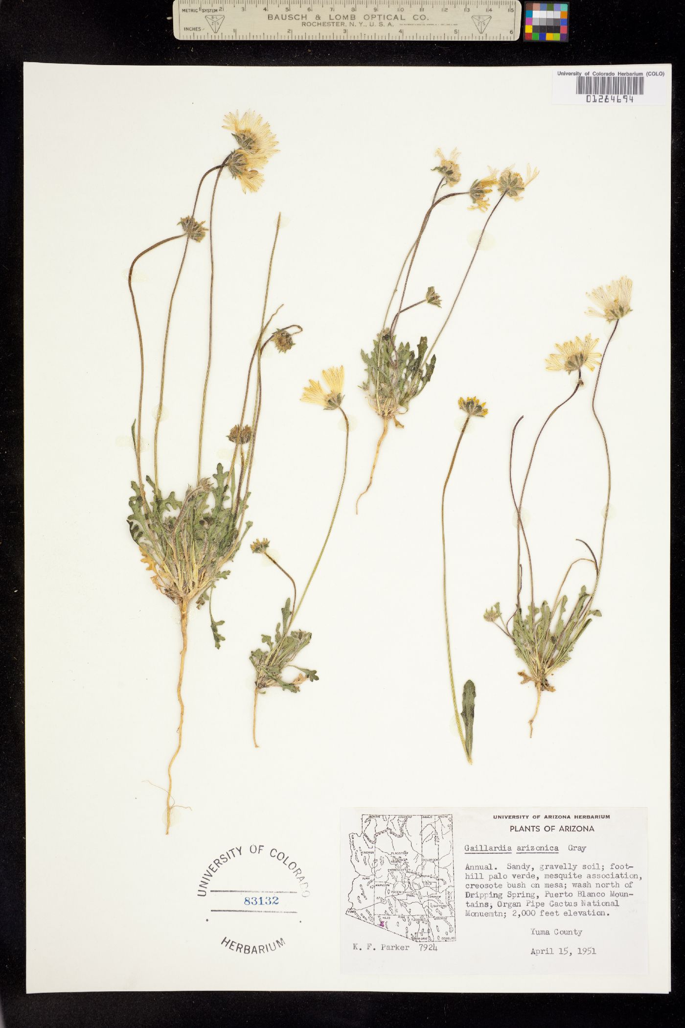 Gaillardia arizonica image