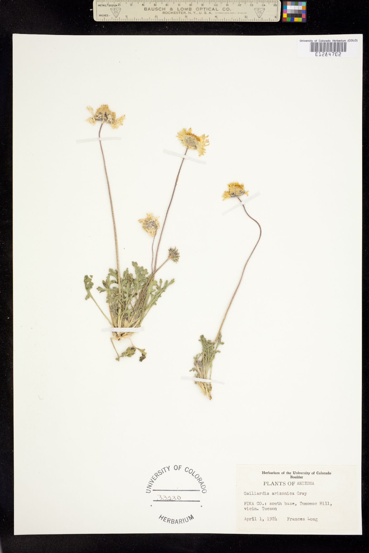 Gaillardia arizonica image