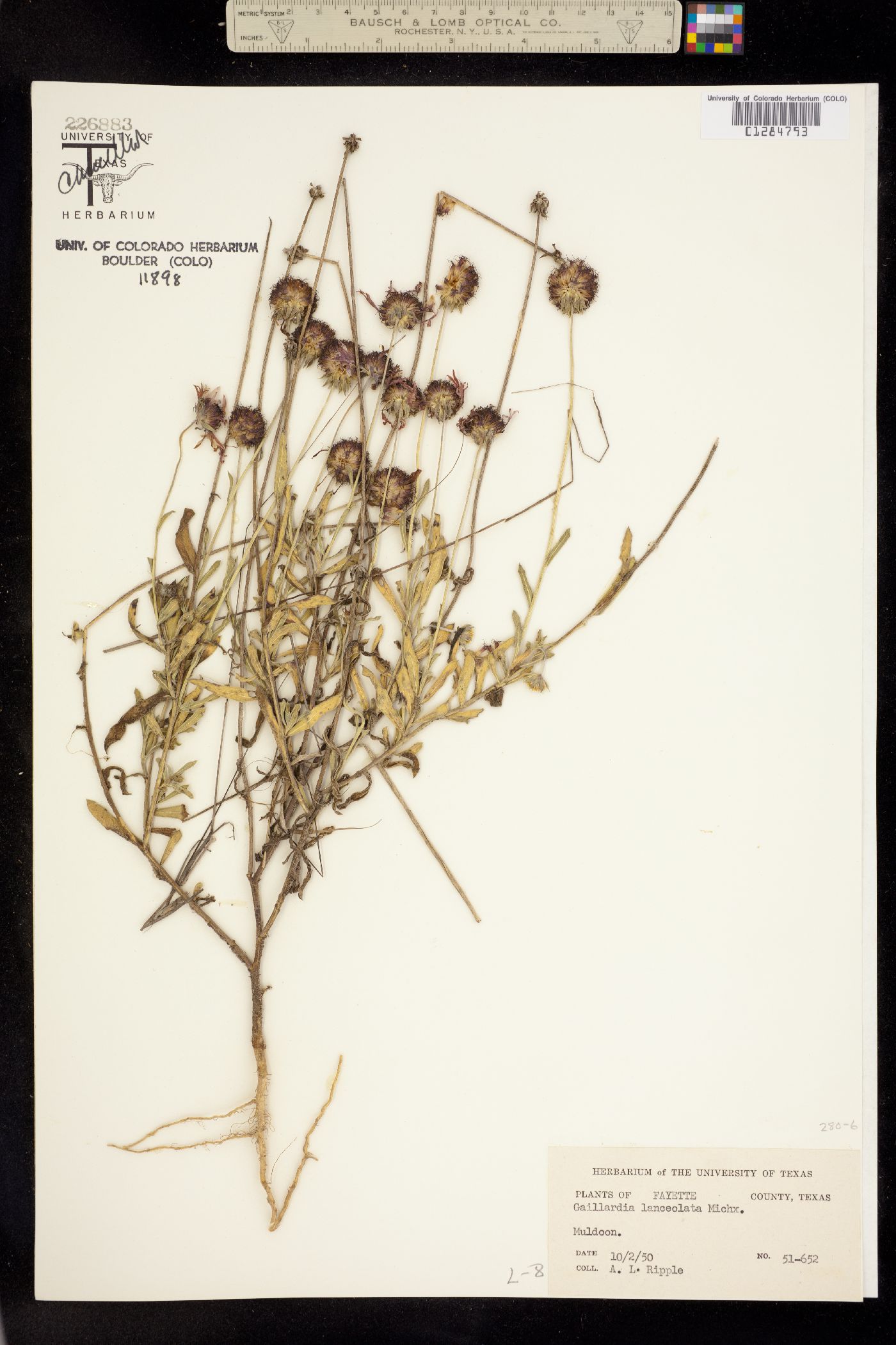 Gaillardia aestivalis image