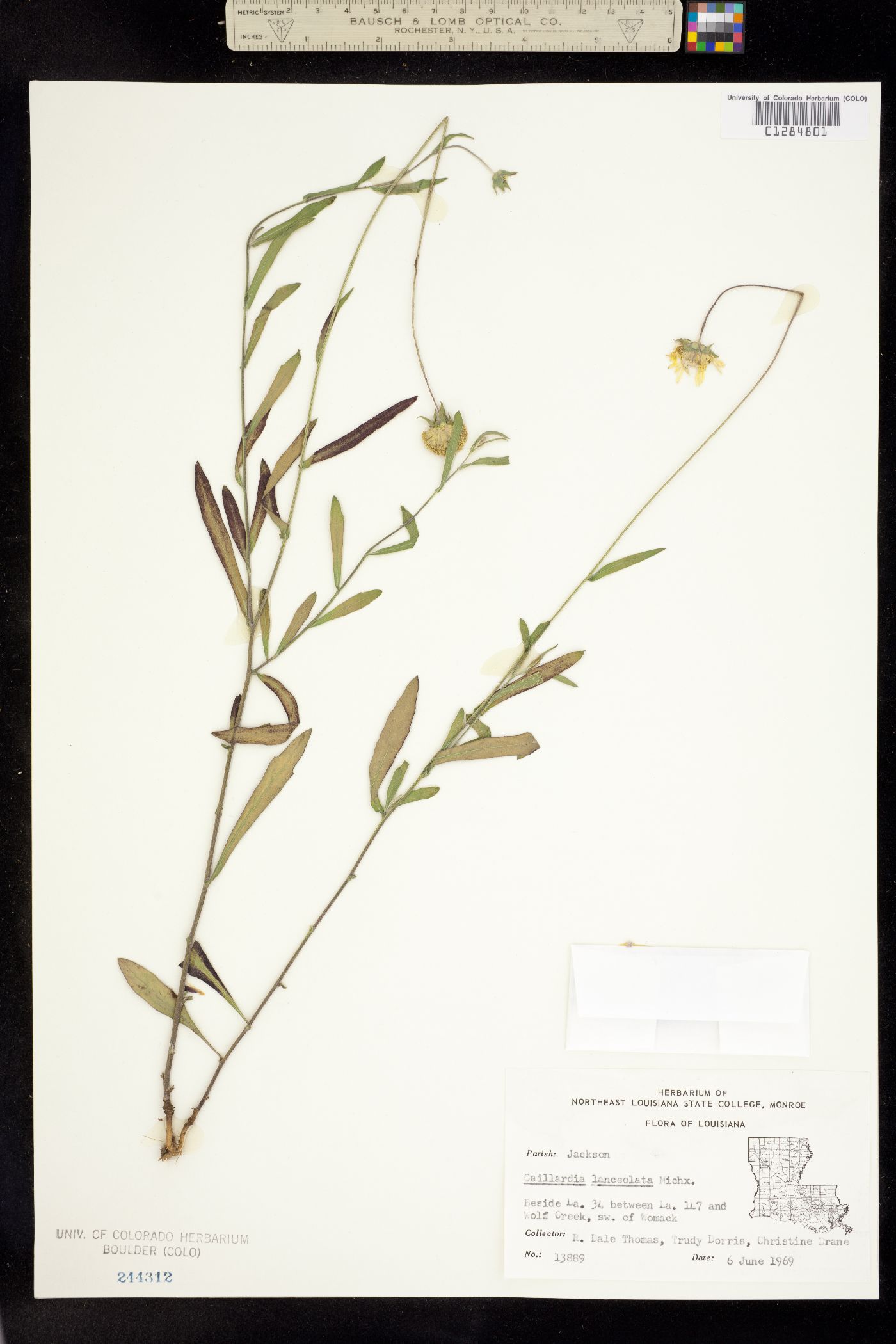 Gaillardia aestivalis image