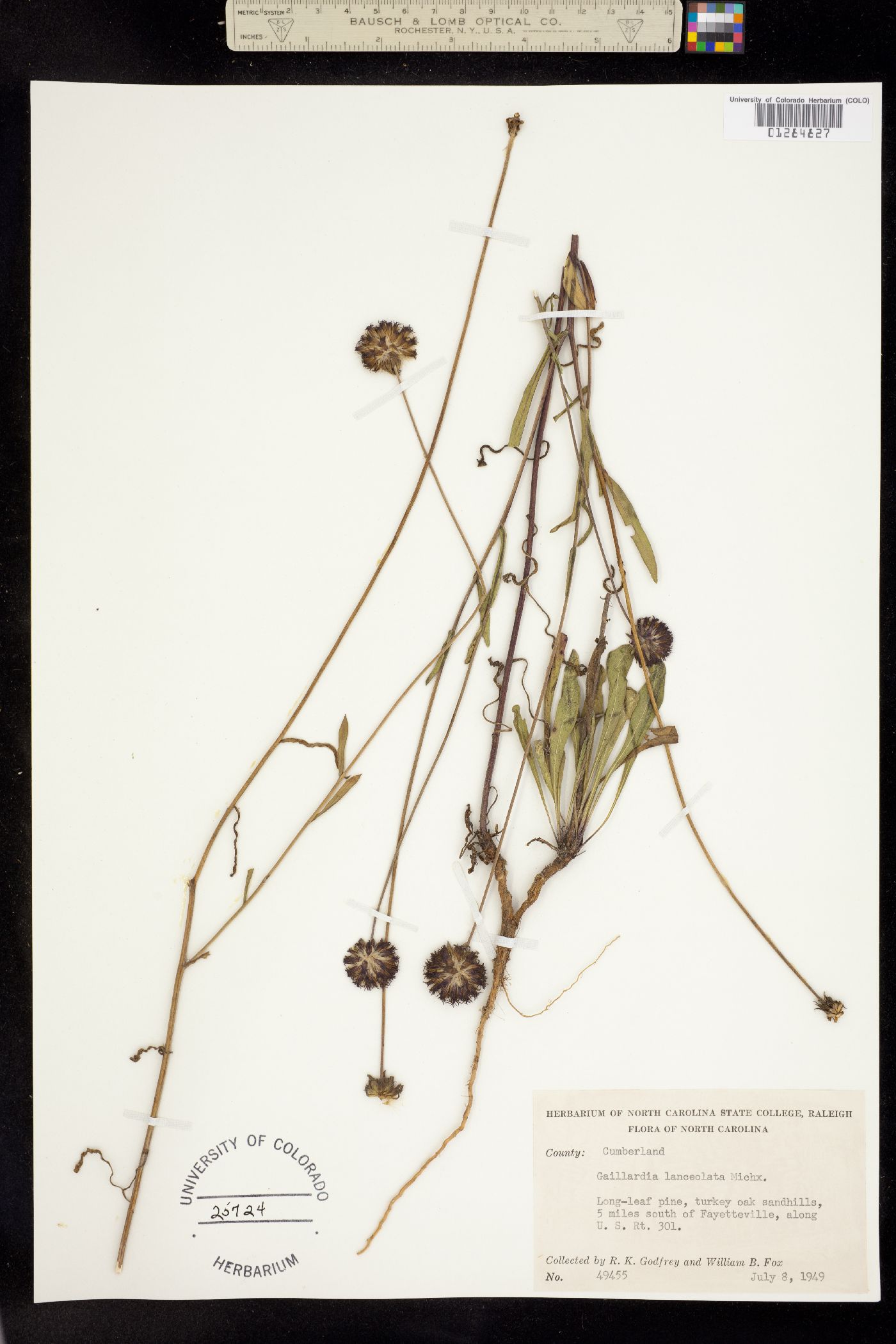 Gaillardia aestivalis image