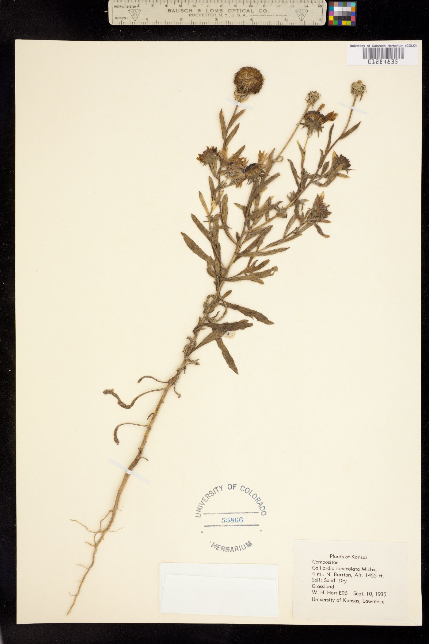 Gaillardia aestivalis image