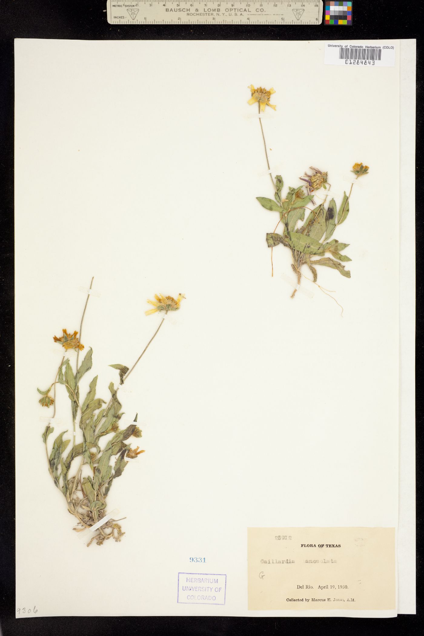 Gaillardia aestivalis image