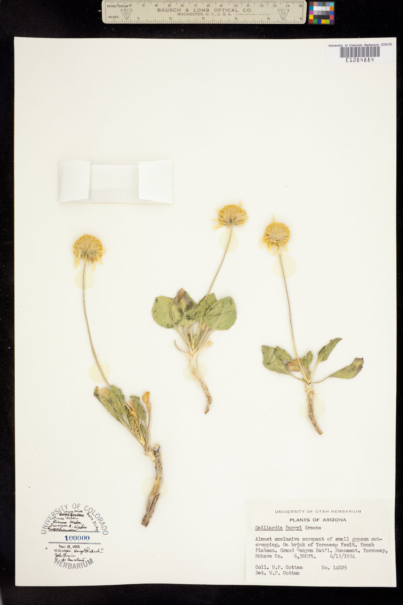 Gaillardia parryi image