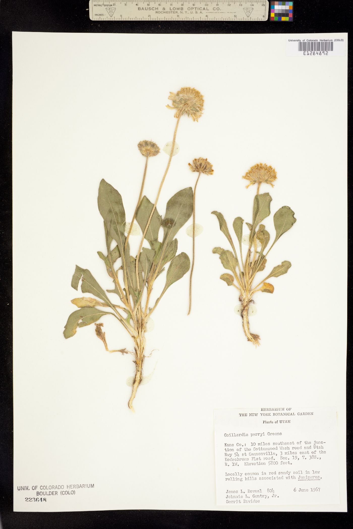 Gaillardia parryi image