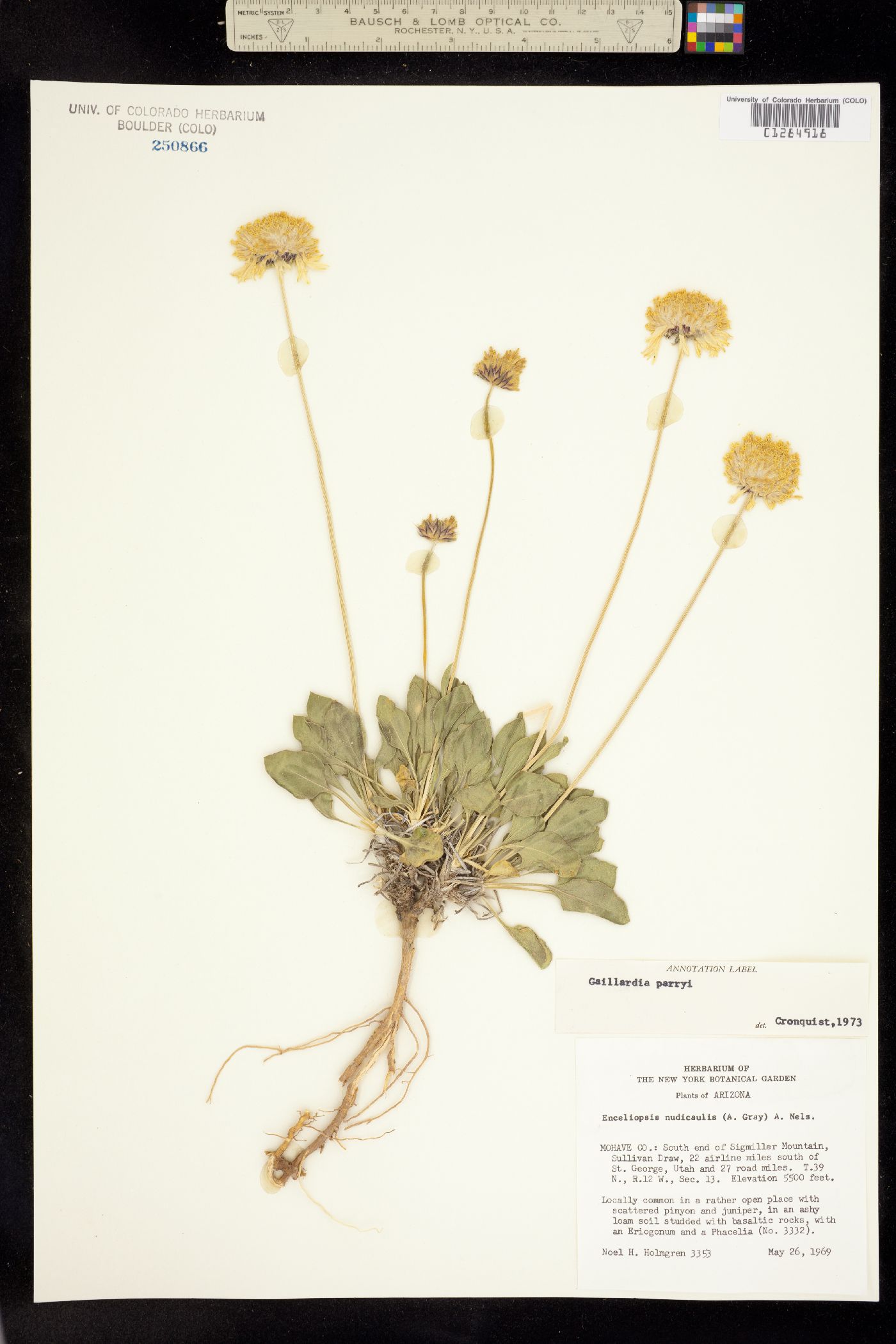 Gaillardia parryi image