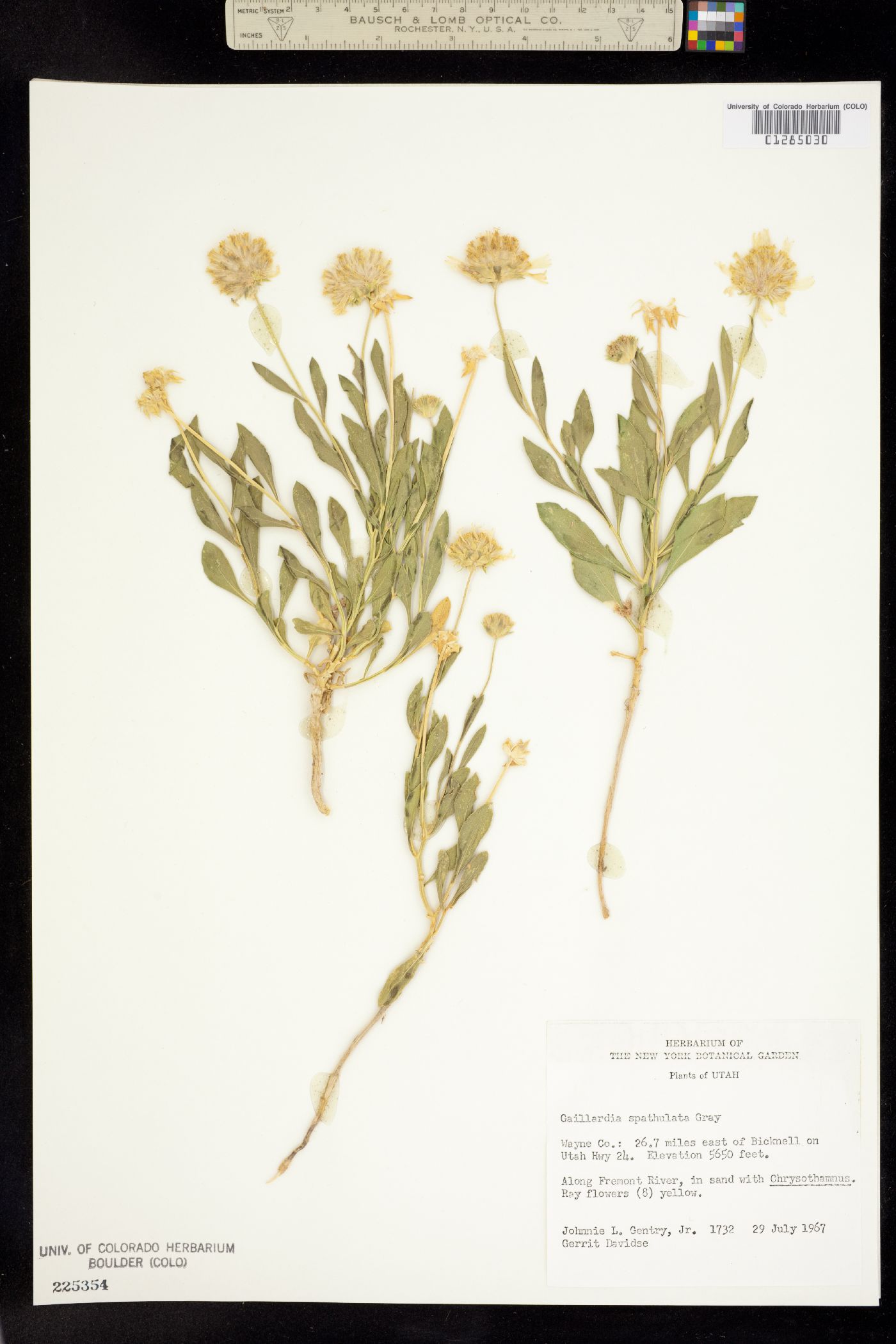 Gaillardia spathulata image