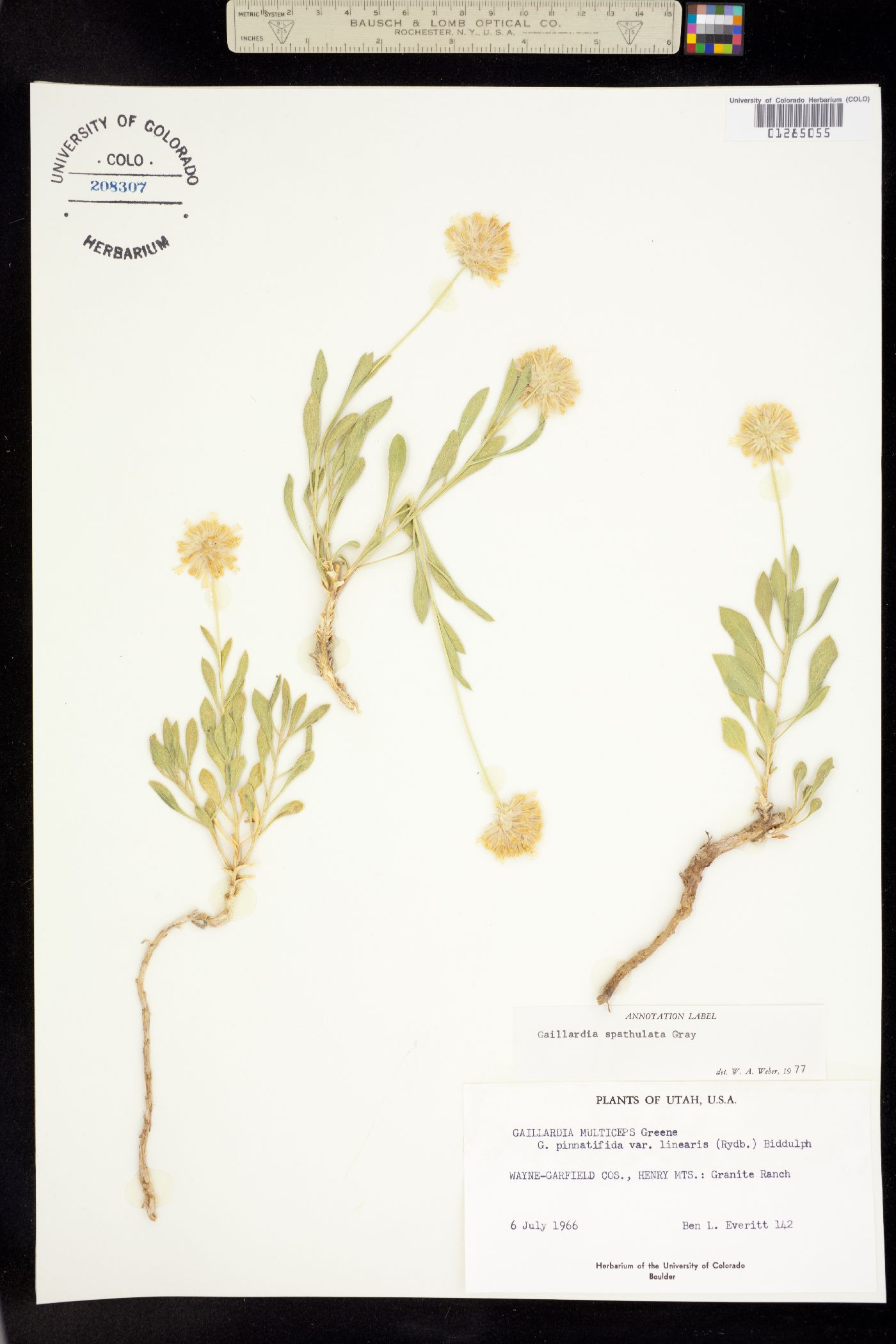 Gaillardia spathulata image