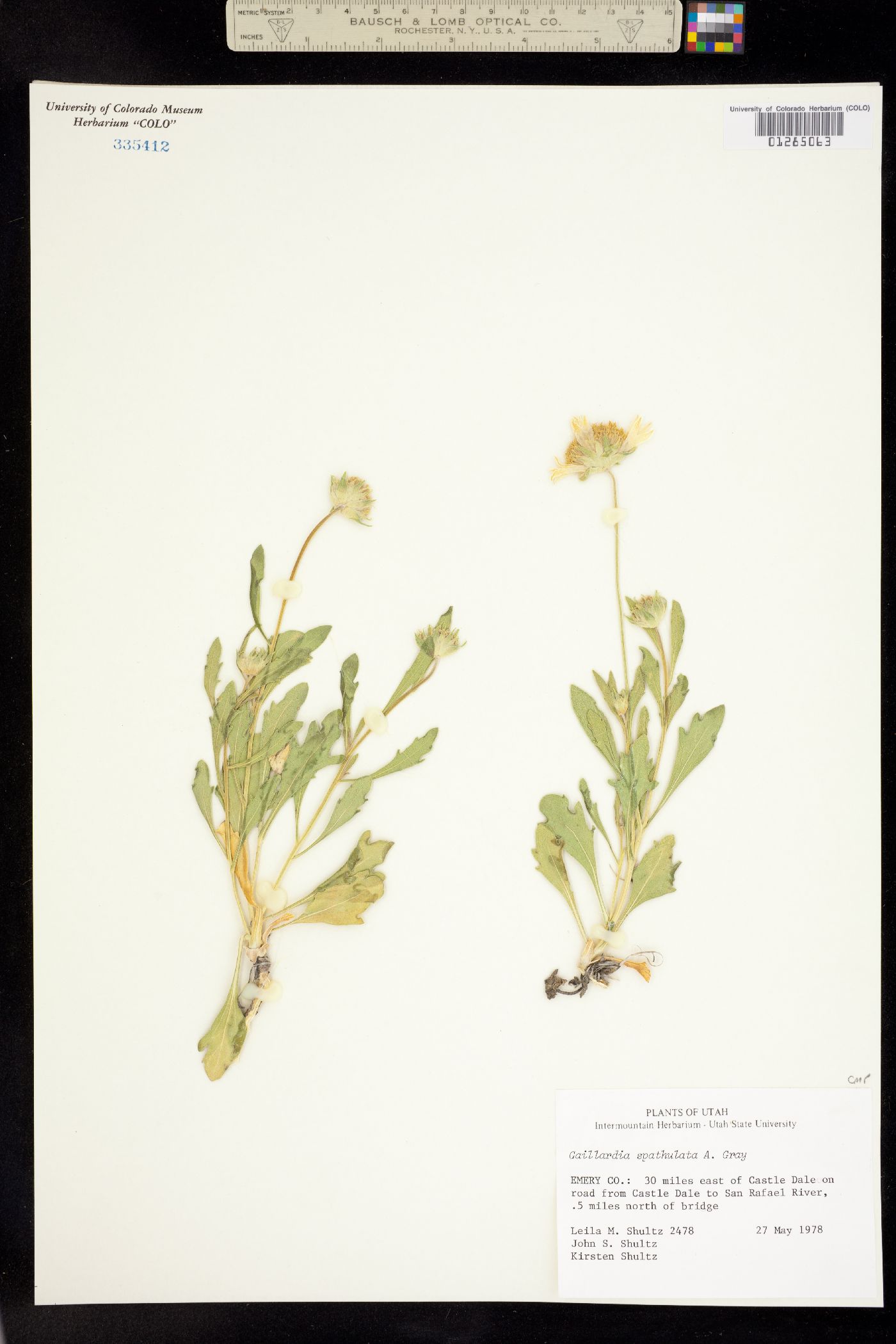 Gaillardia spathulata image