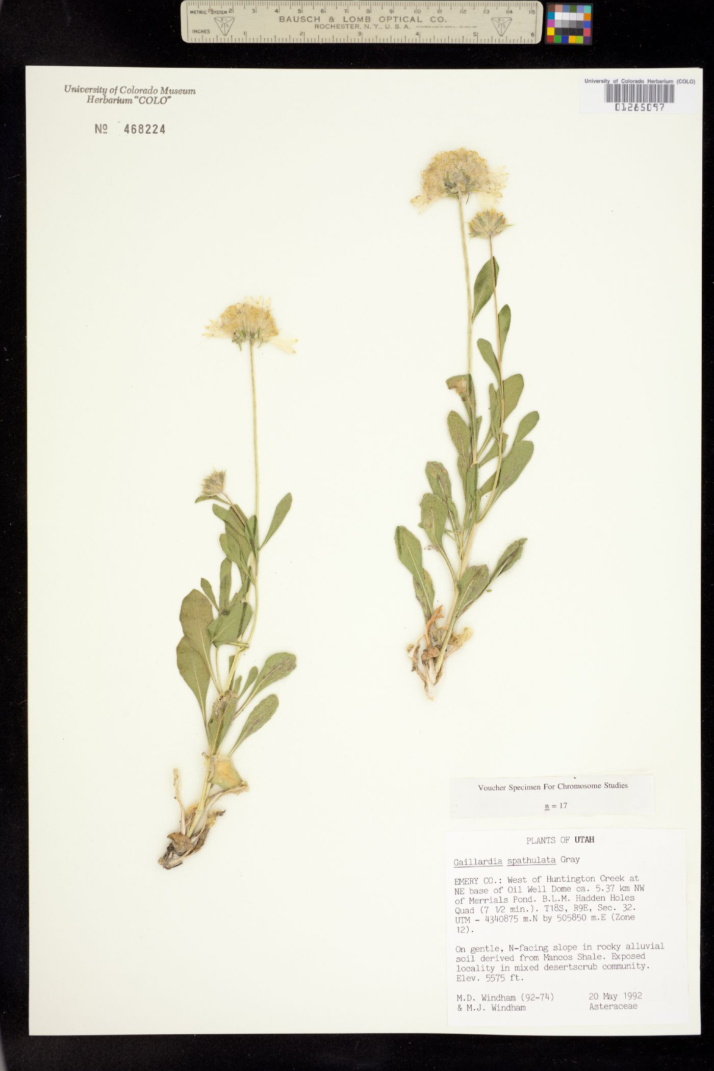 Gaillardia spathulata image