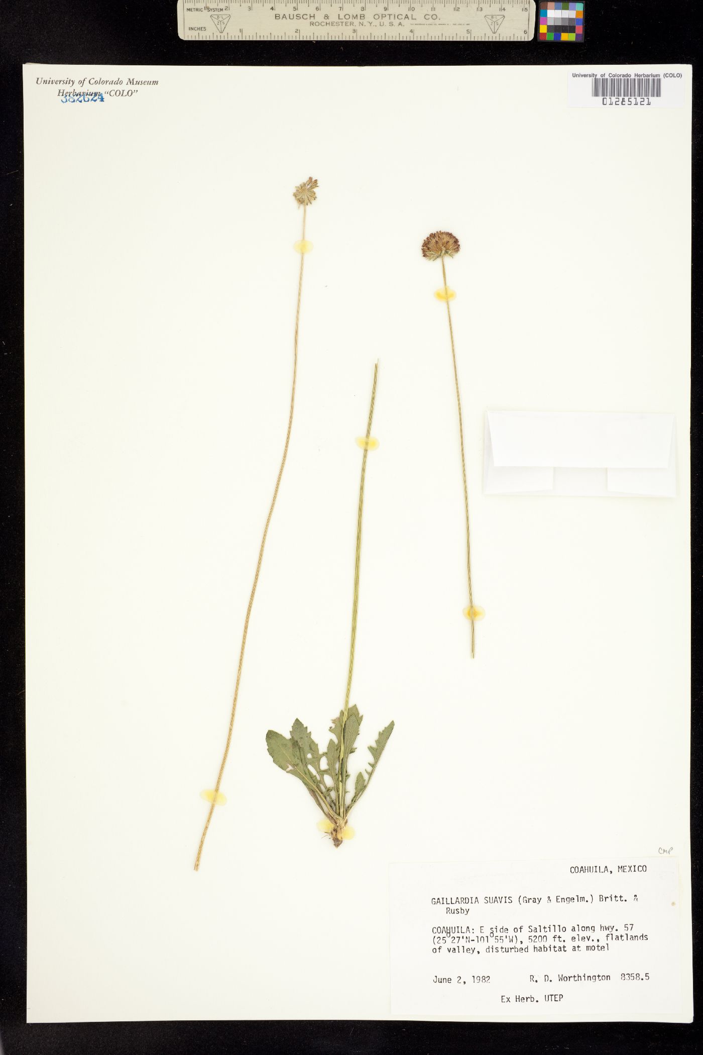 Gaillardia suavis image