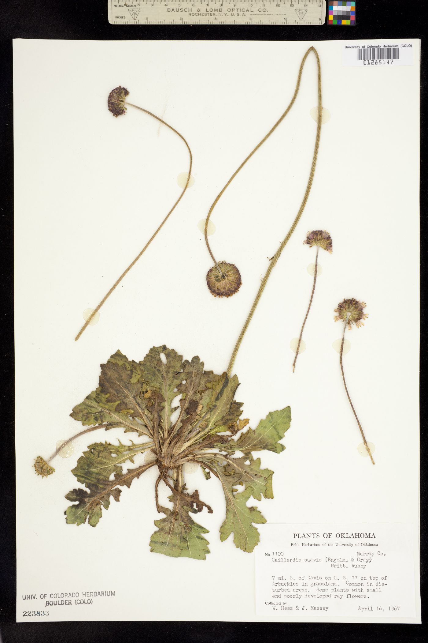 Gaillardia image