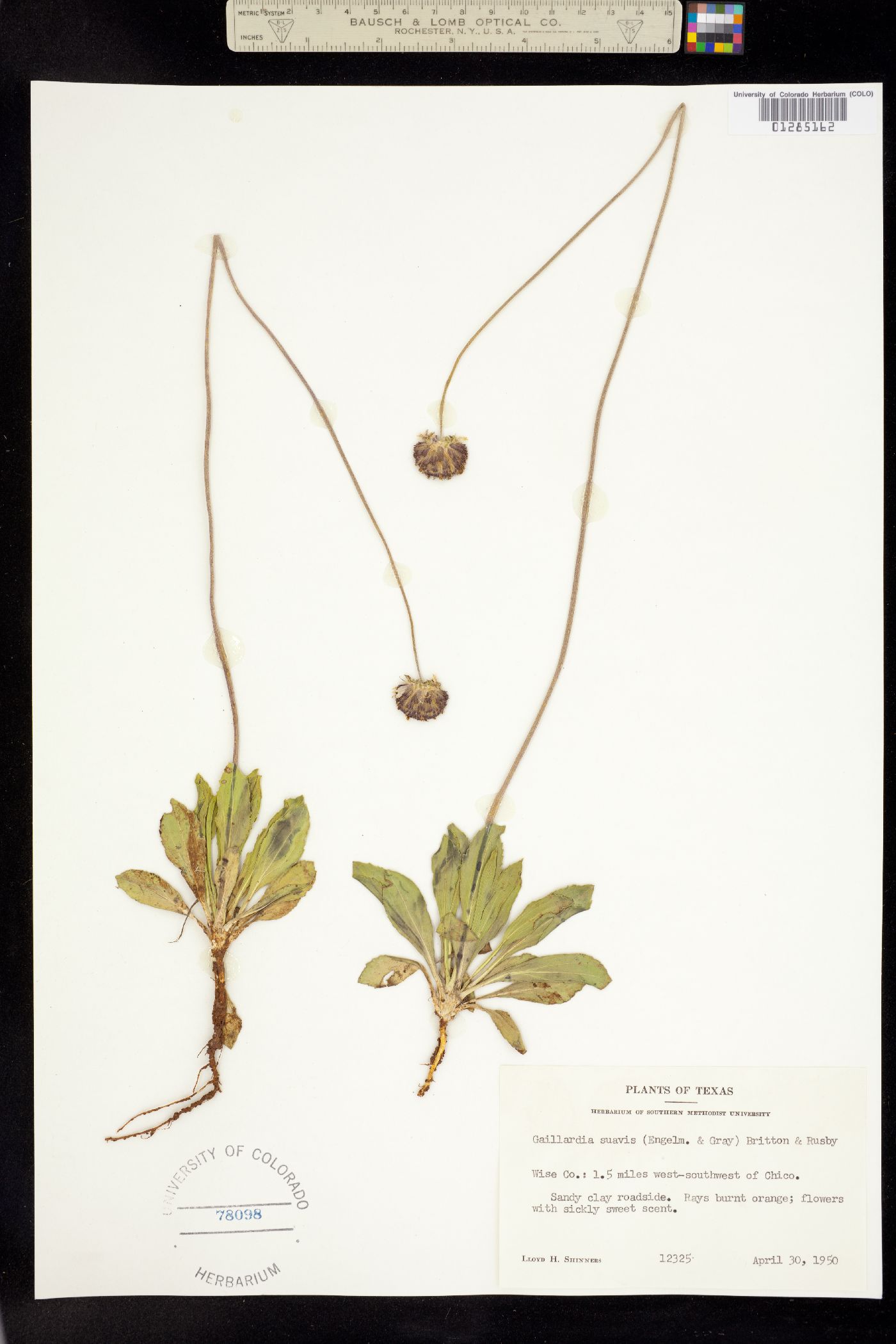 Gaillardia suavis image