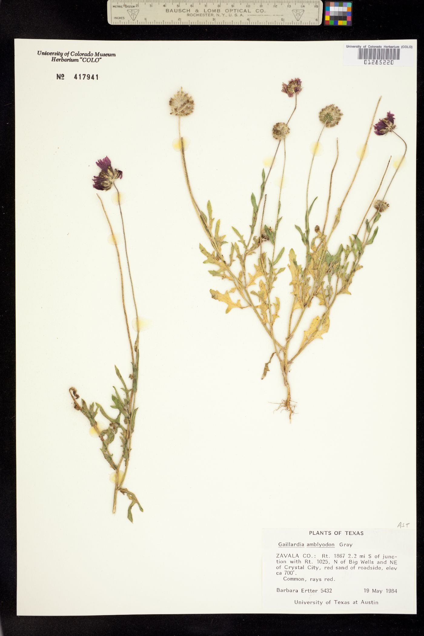 Gaillardia amblyodon image