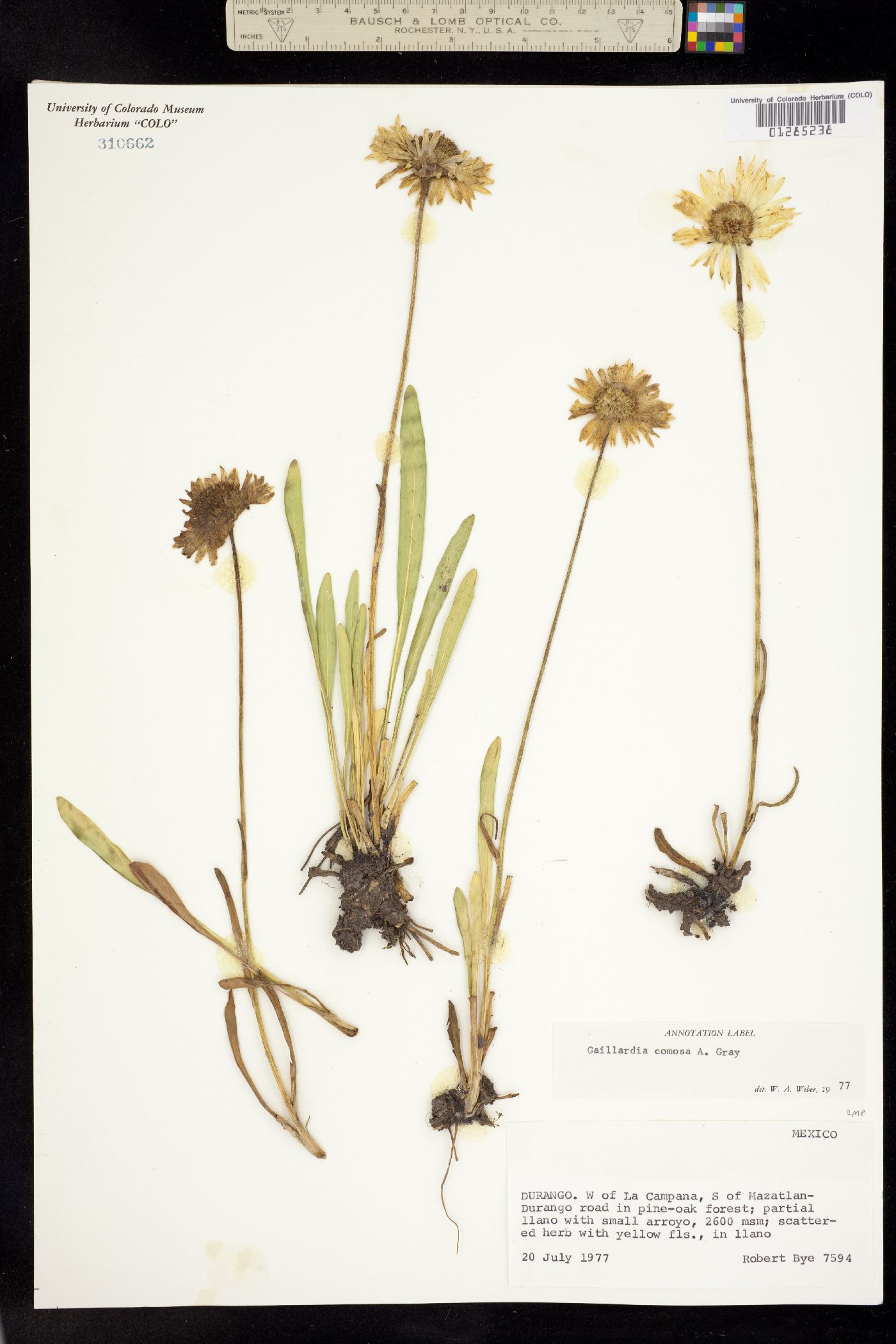 Gaillardia comosa image