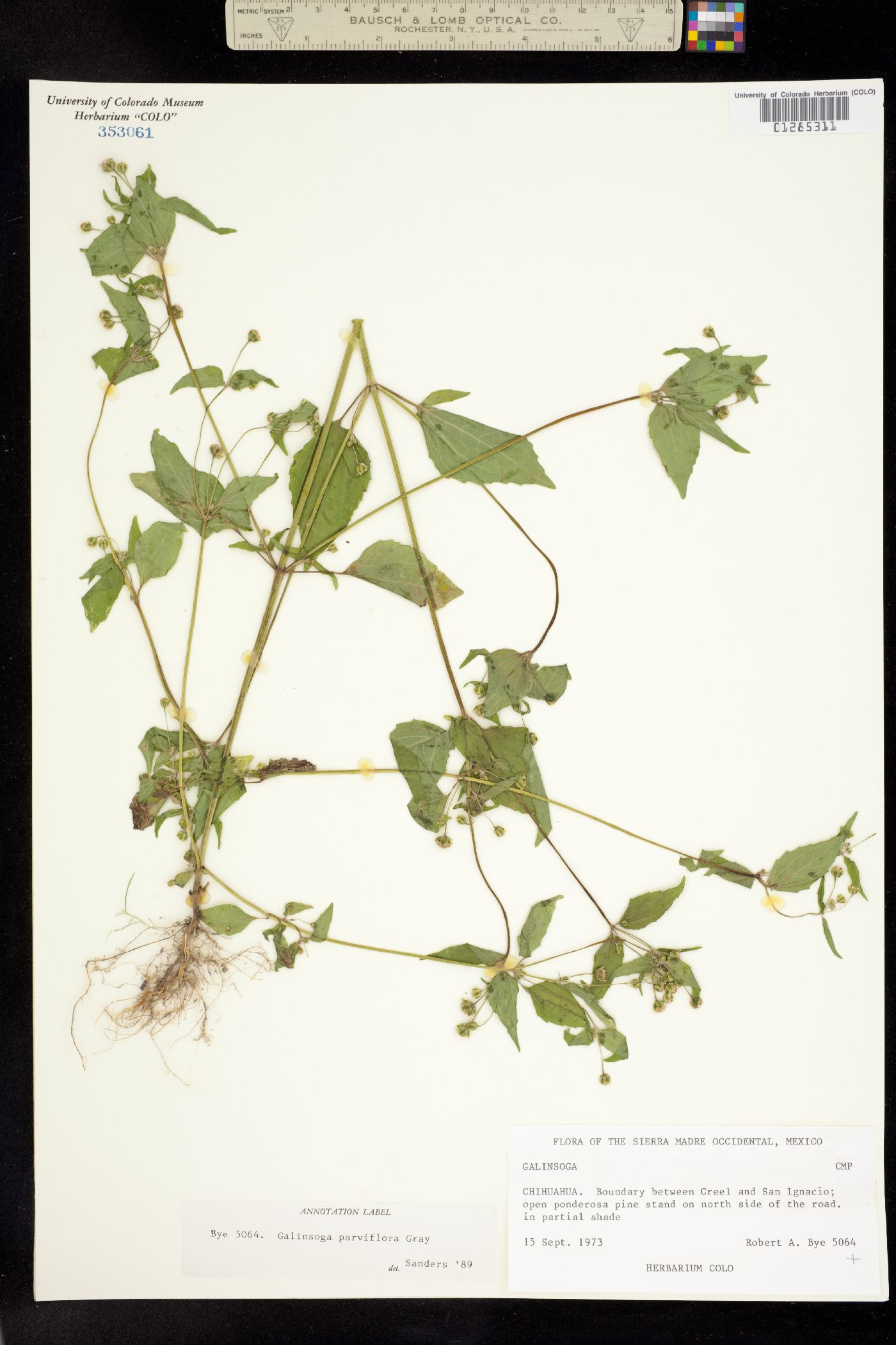 Galinsoga parviflora image