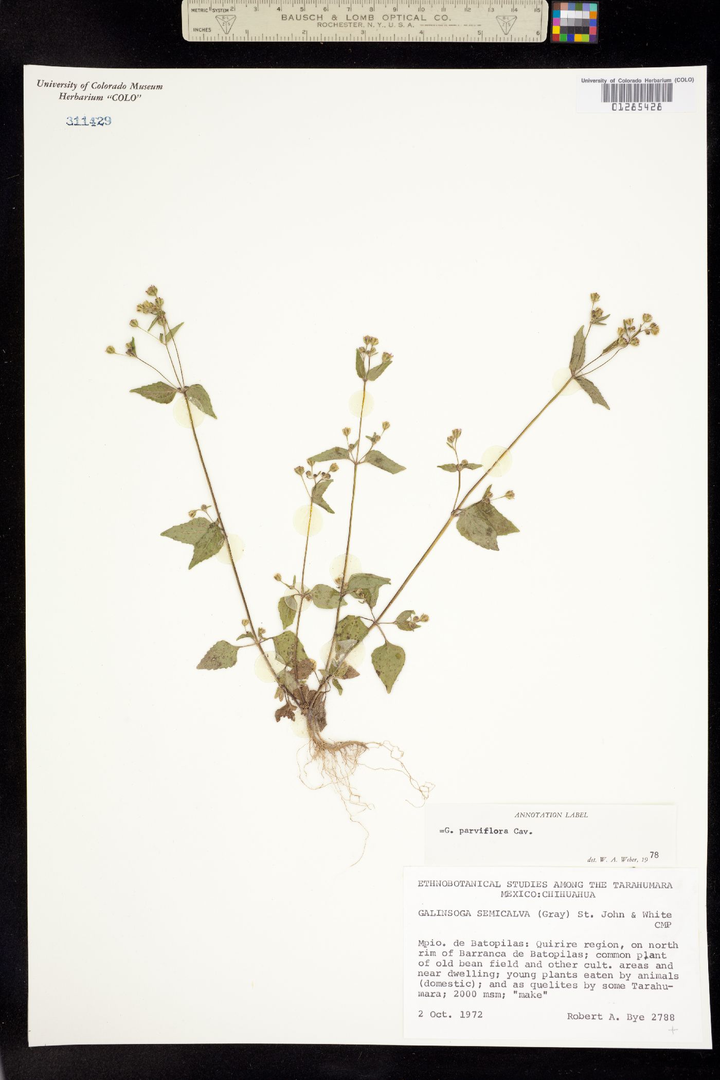 Galinsoga parviflora image
