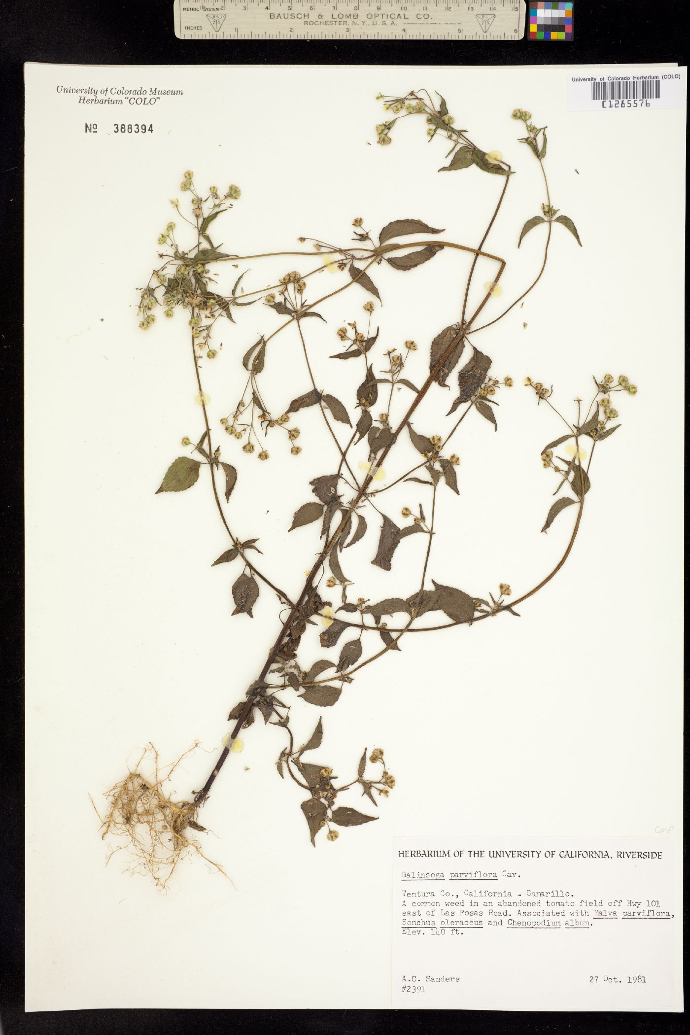 Galinsoga parviflora image