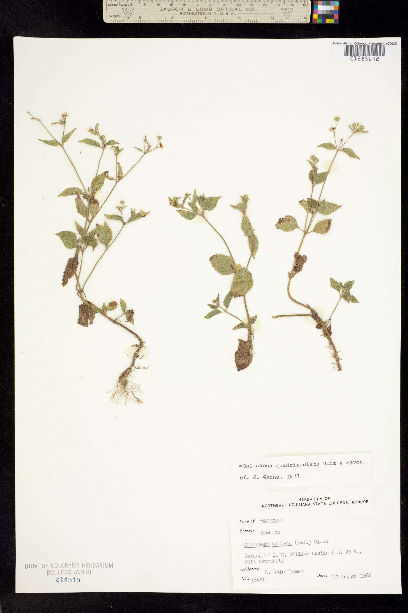 Galinsoga quadriradiata image