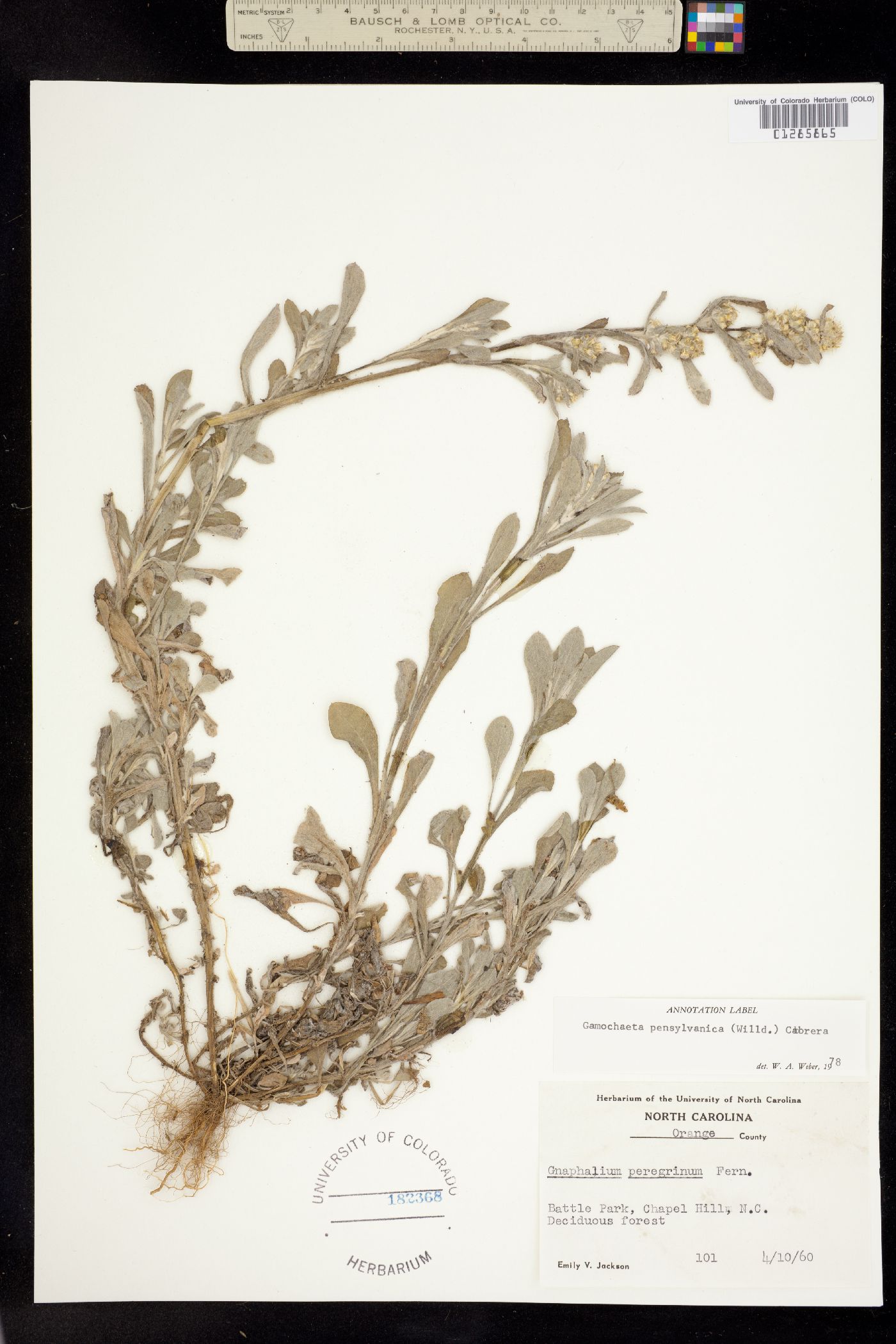 Gamochaeta pensylvanica image