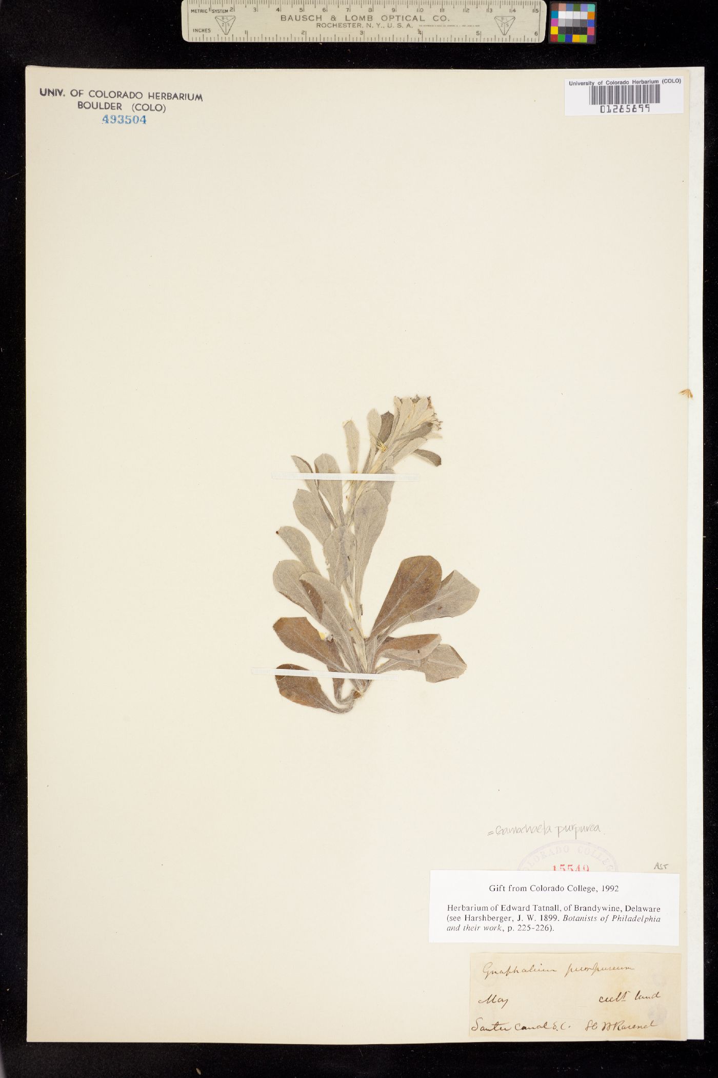 Gamochaeta purpurea image