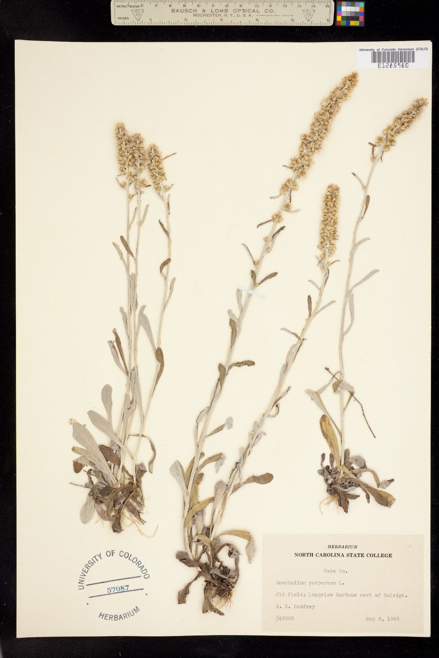Gamochaeta purpurea image
