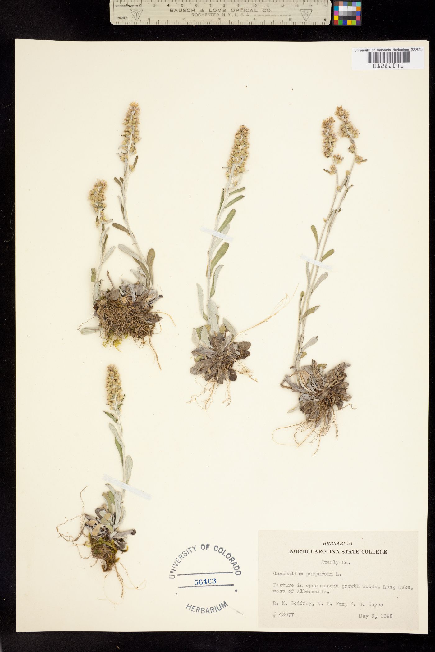 Gamochaeta purpurea image
