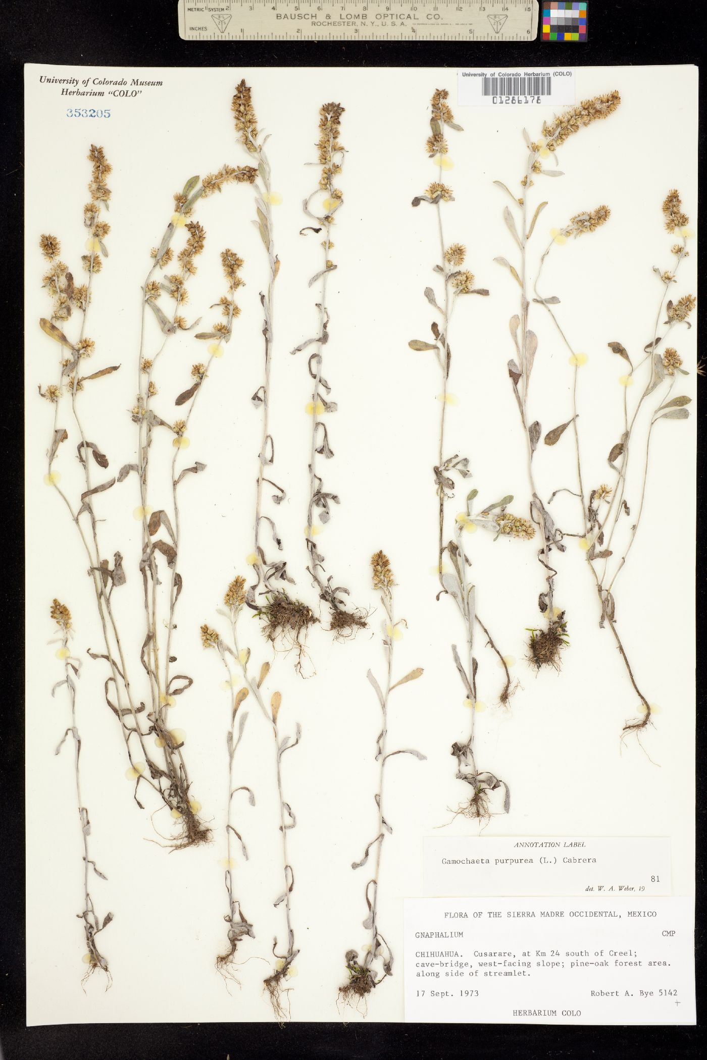 Gamochaeta purpurea image