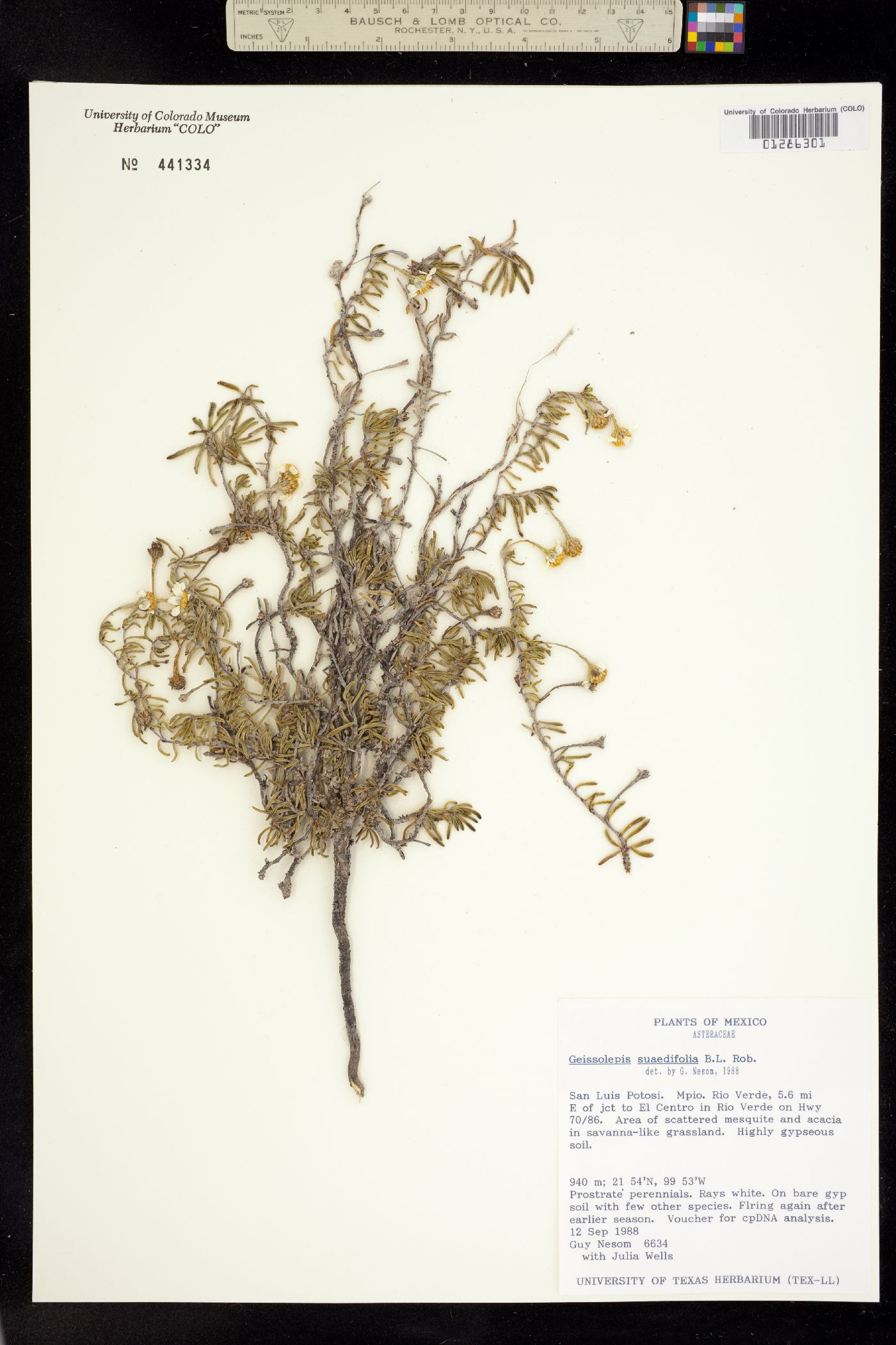 Geissolepis suaedifolia image